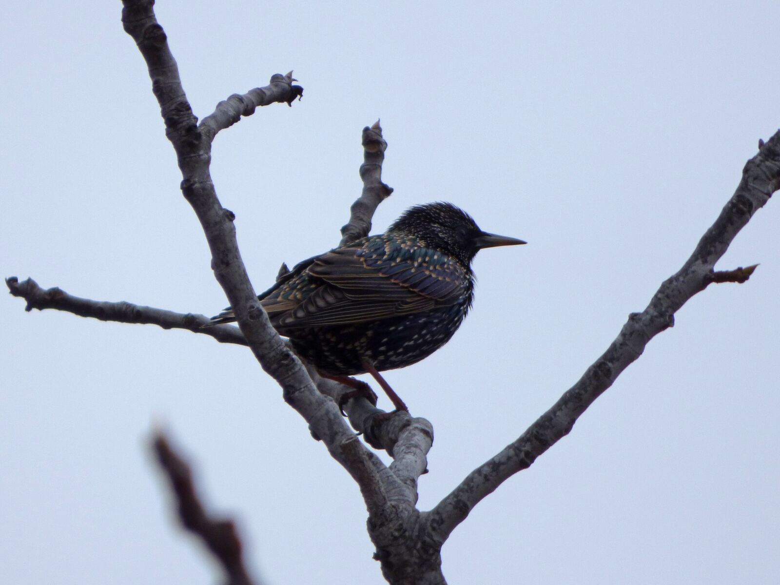 Panasonic Lumix DMC-FZ70 sample photo. Bird, starling, branch photography