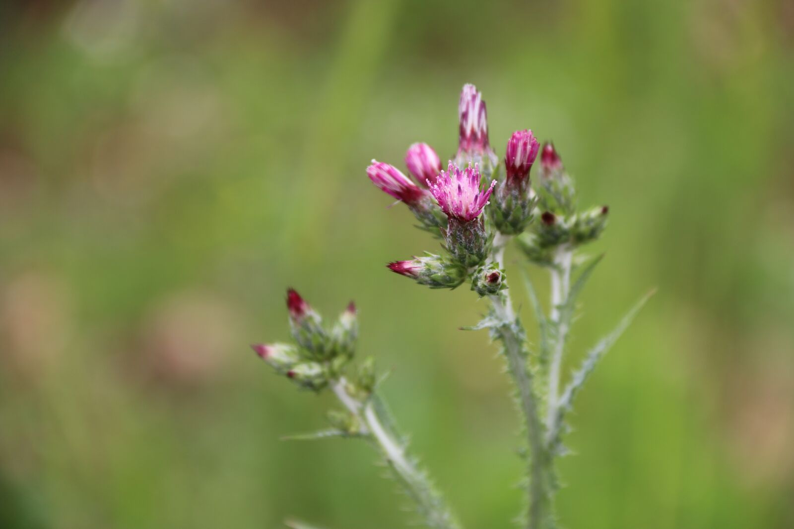 Canon EF-S 18-135mm F3.5-5.6 IS sample photo. Pink, purple, flower photography