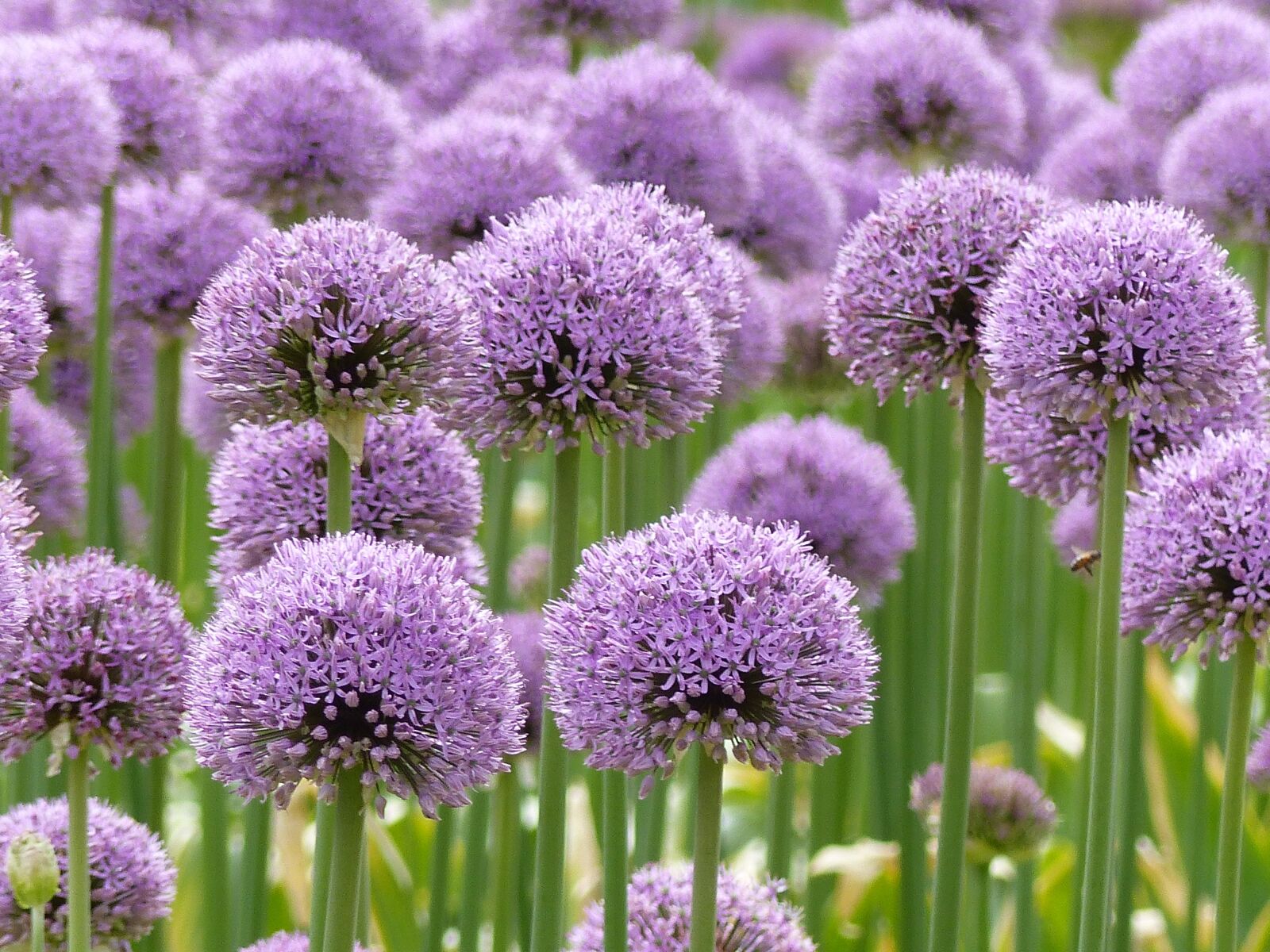 Panasonic Lumix DMC-FZ200 sample photo. Purple, allium, flowers photography