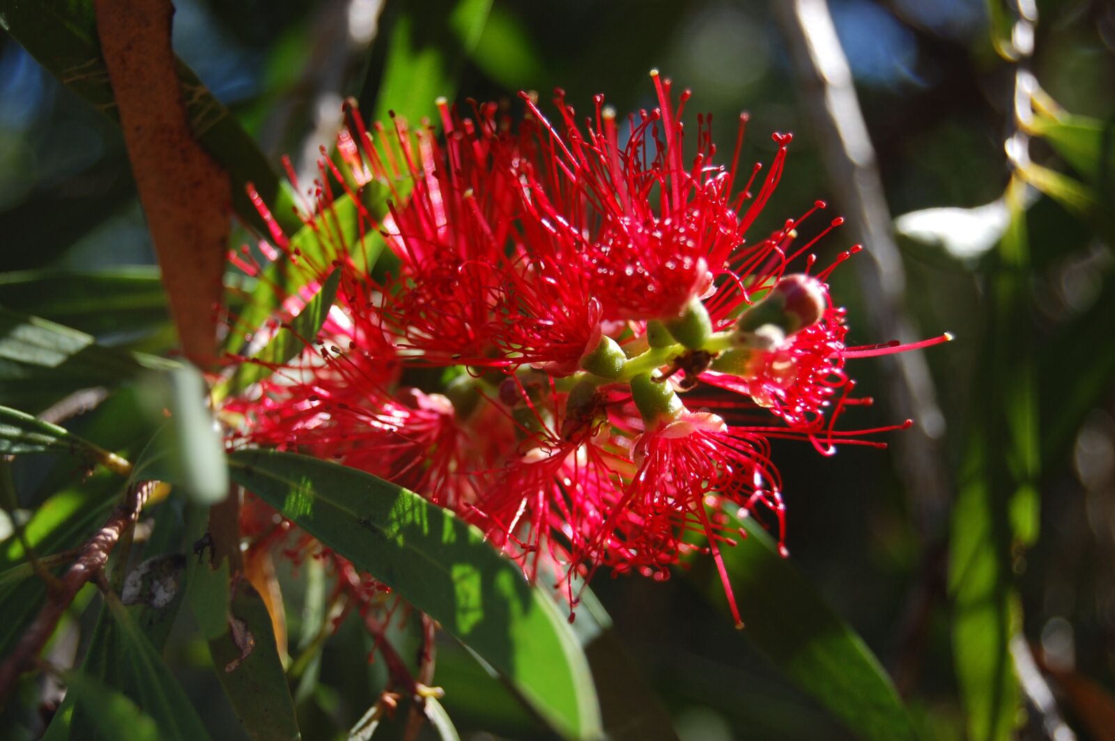 Nikon D40 sample photo. Flower, red, bloom photography