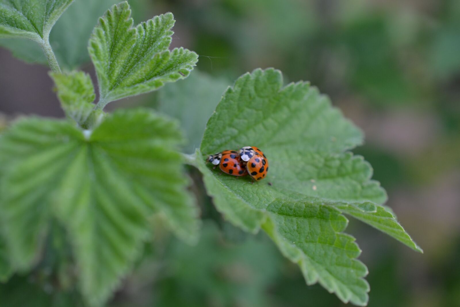 Nikon D3100 sample photo. Ladybug, nature, insect photography