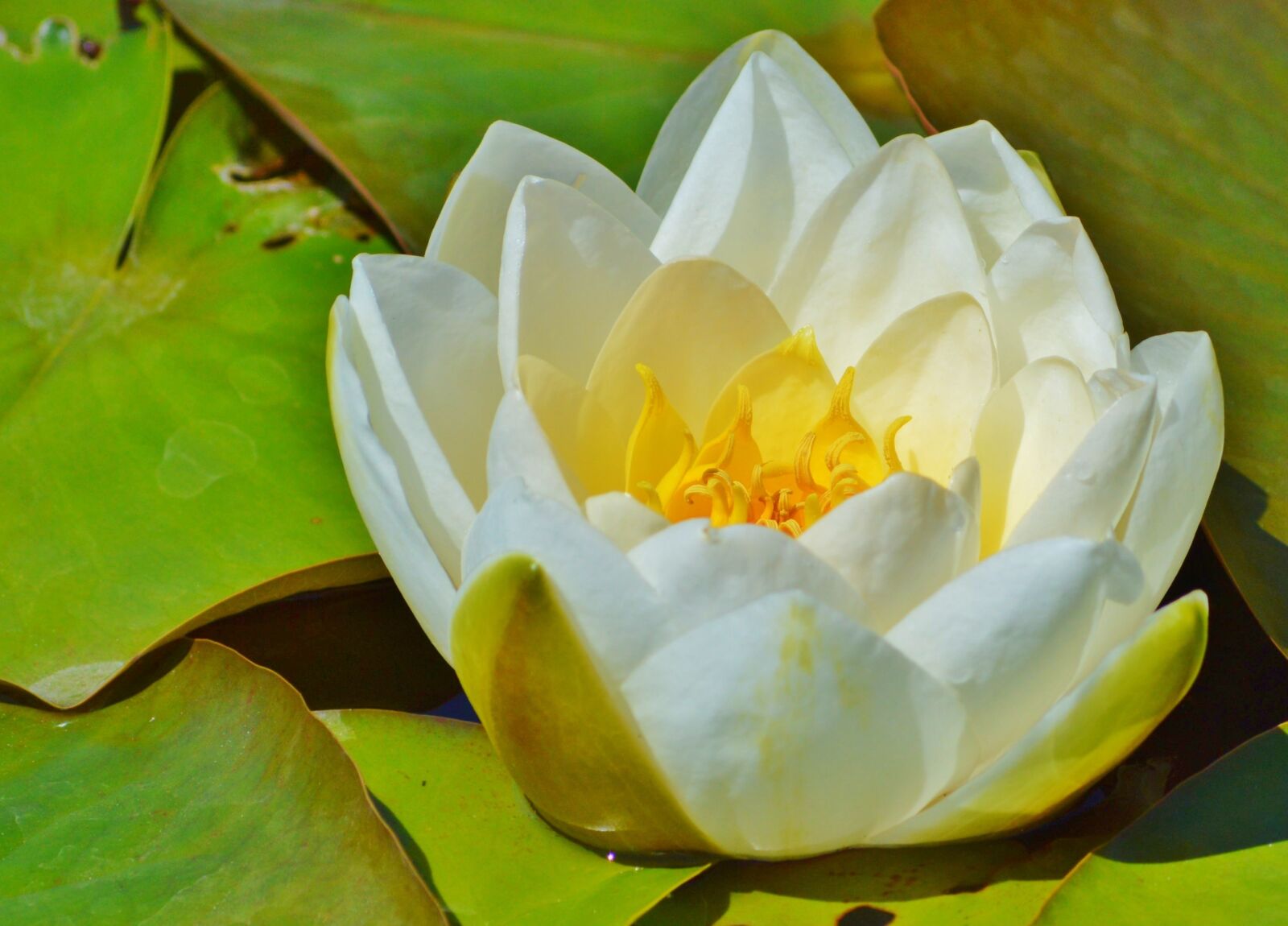 Nikon D3200 sample photo. Water lily, rose, flower photography