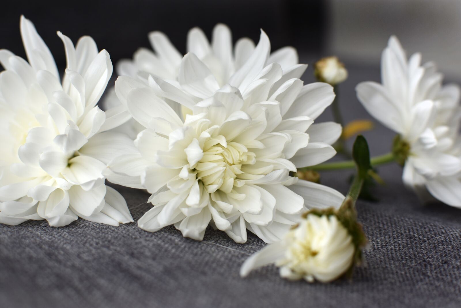 Nikon D3400 sample photo. White, flowers, autumn photography