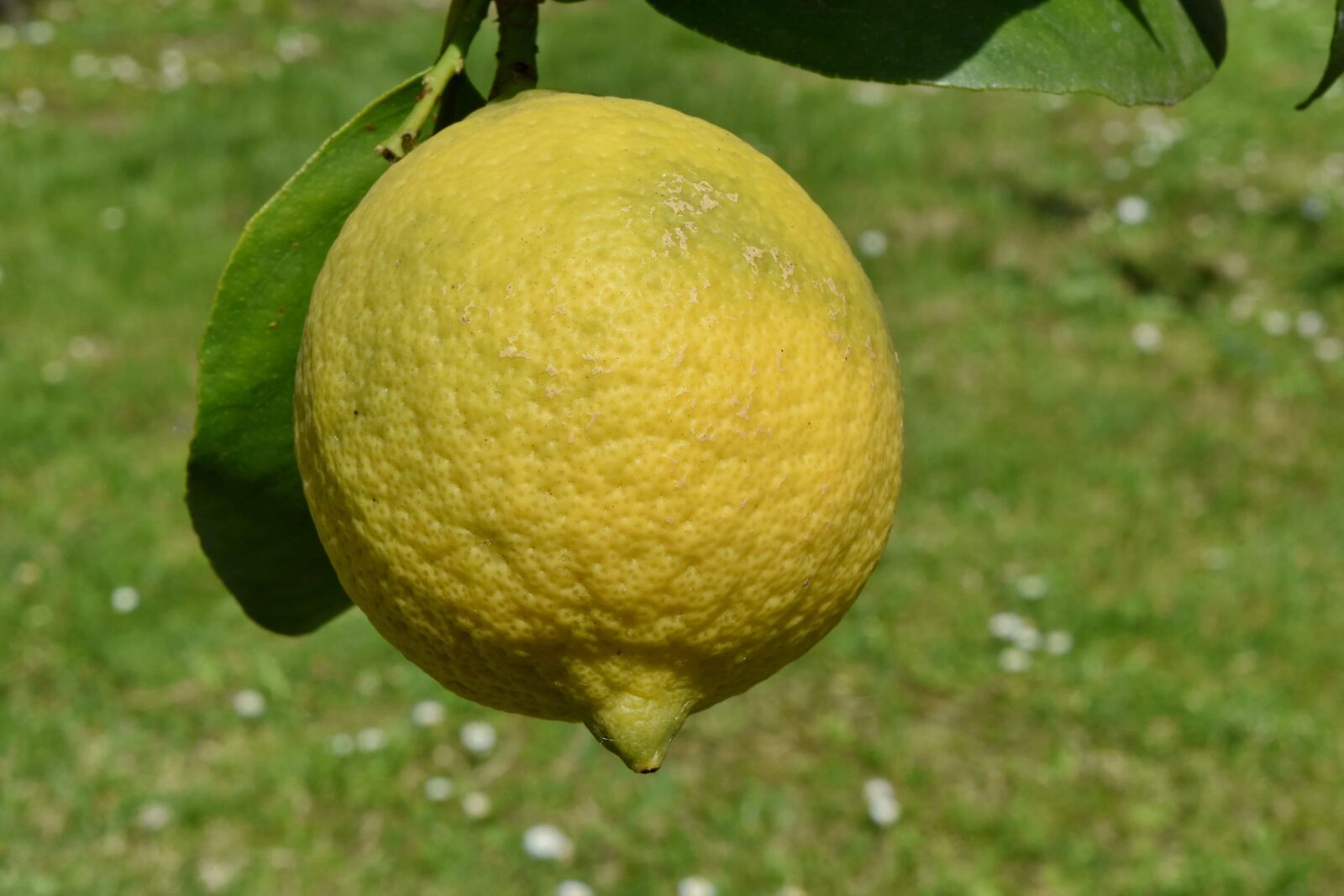 Nikon D5500 sample photo. Lemon, fruit, food, healthy photography