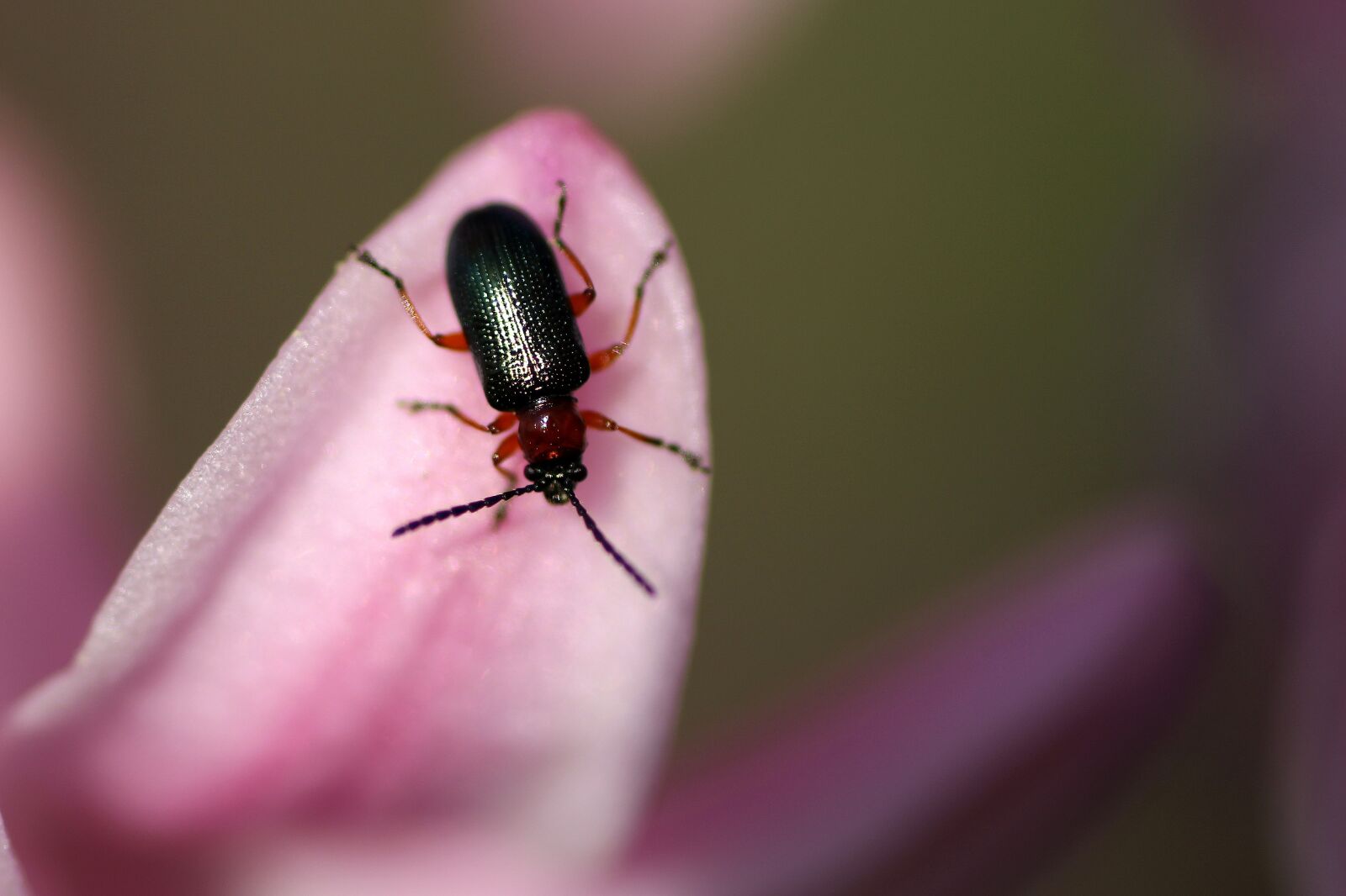 Tamron SP 90mm F2.8 Di VC USD 1:1 Macro sample photo. Beetle, green, leaf beetle photography