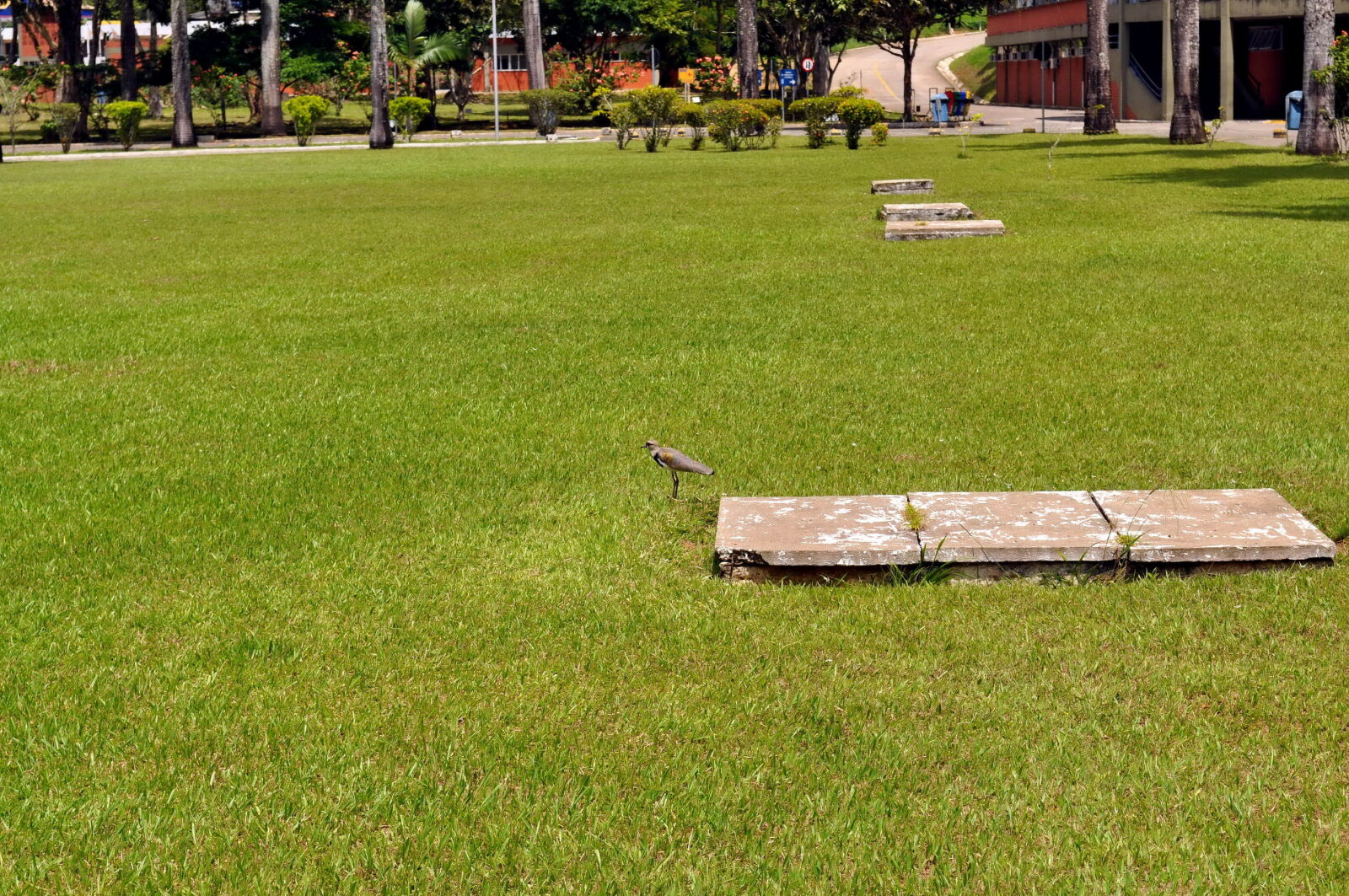 Nikon D5000 sample photo. Birds, grass, vents photography