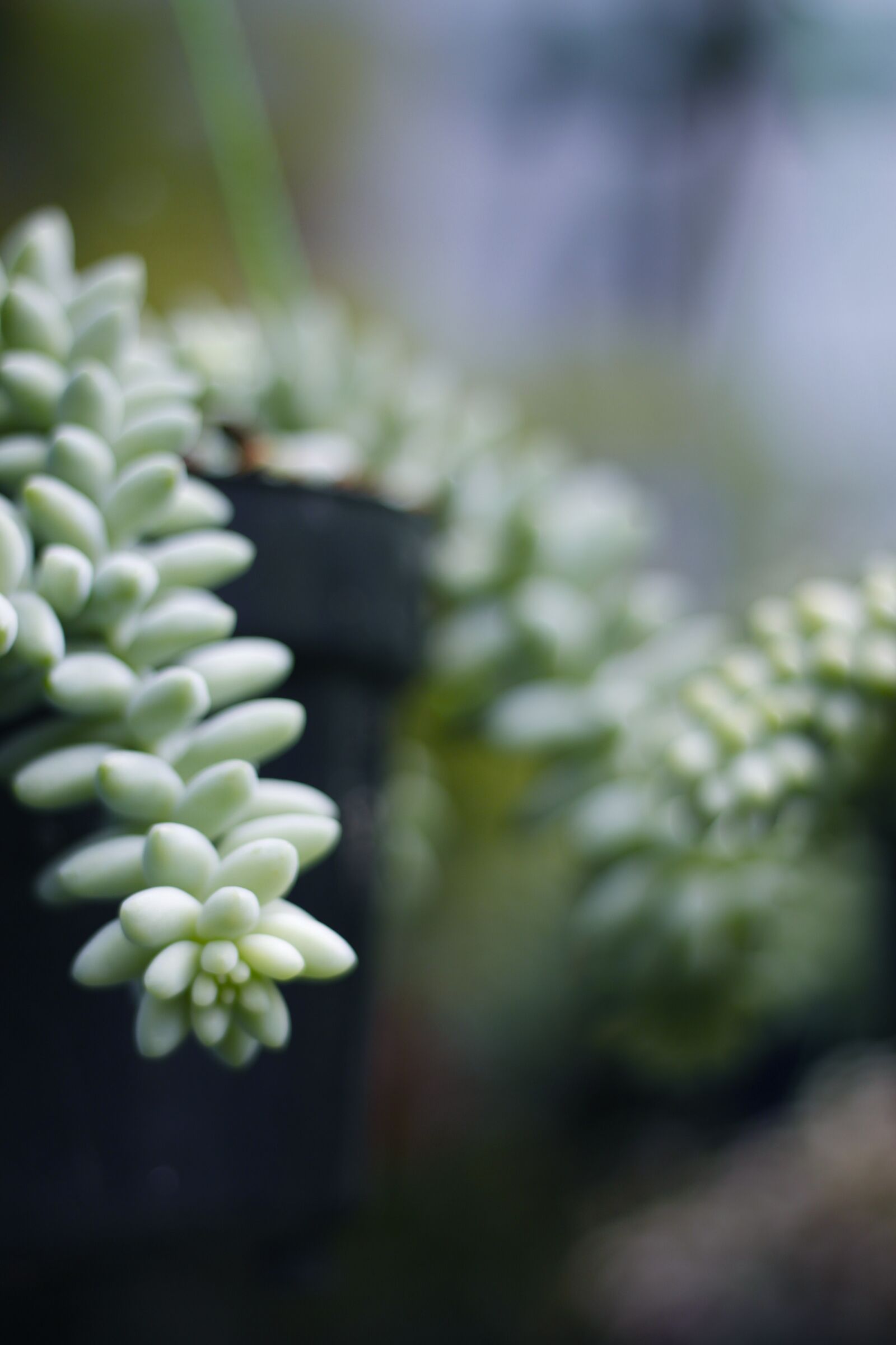 Canon EOS 500D (EOS Rebel T1i / EOS Kiss X3) sample photo. Cactus, flower, nature photography