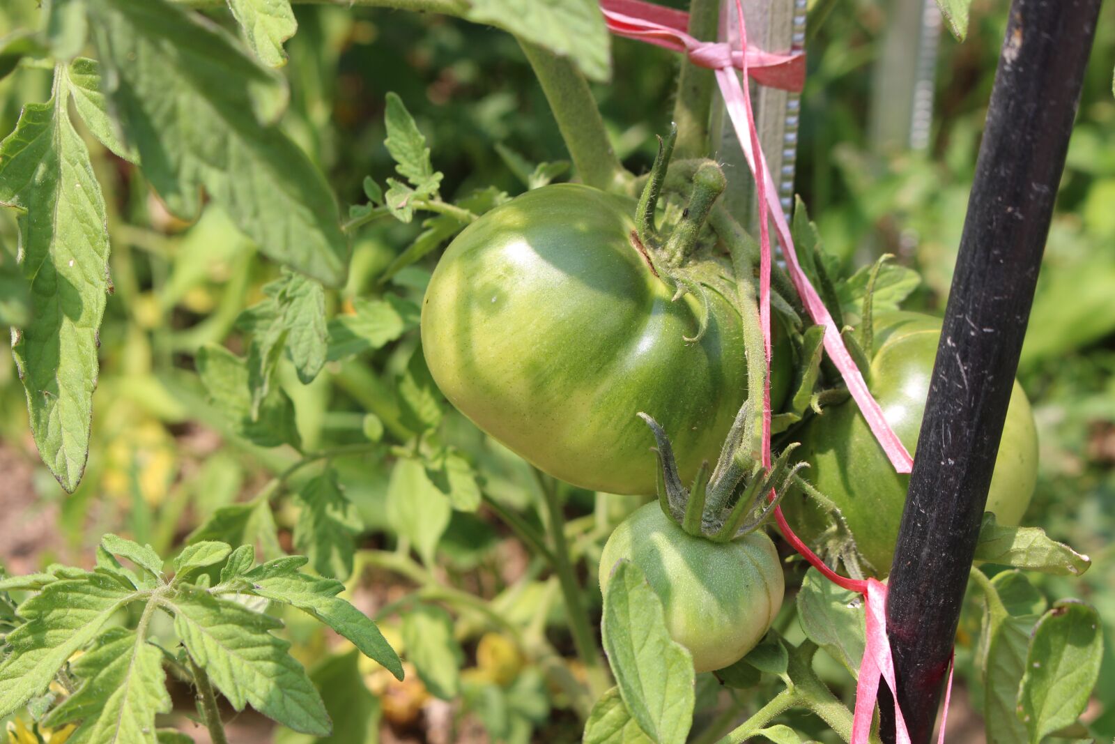 Canon EOS 700D (EOS Rebel T5i / EOS Kiss X7i) sample photo. Tomato, fruit photography