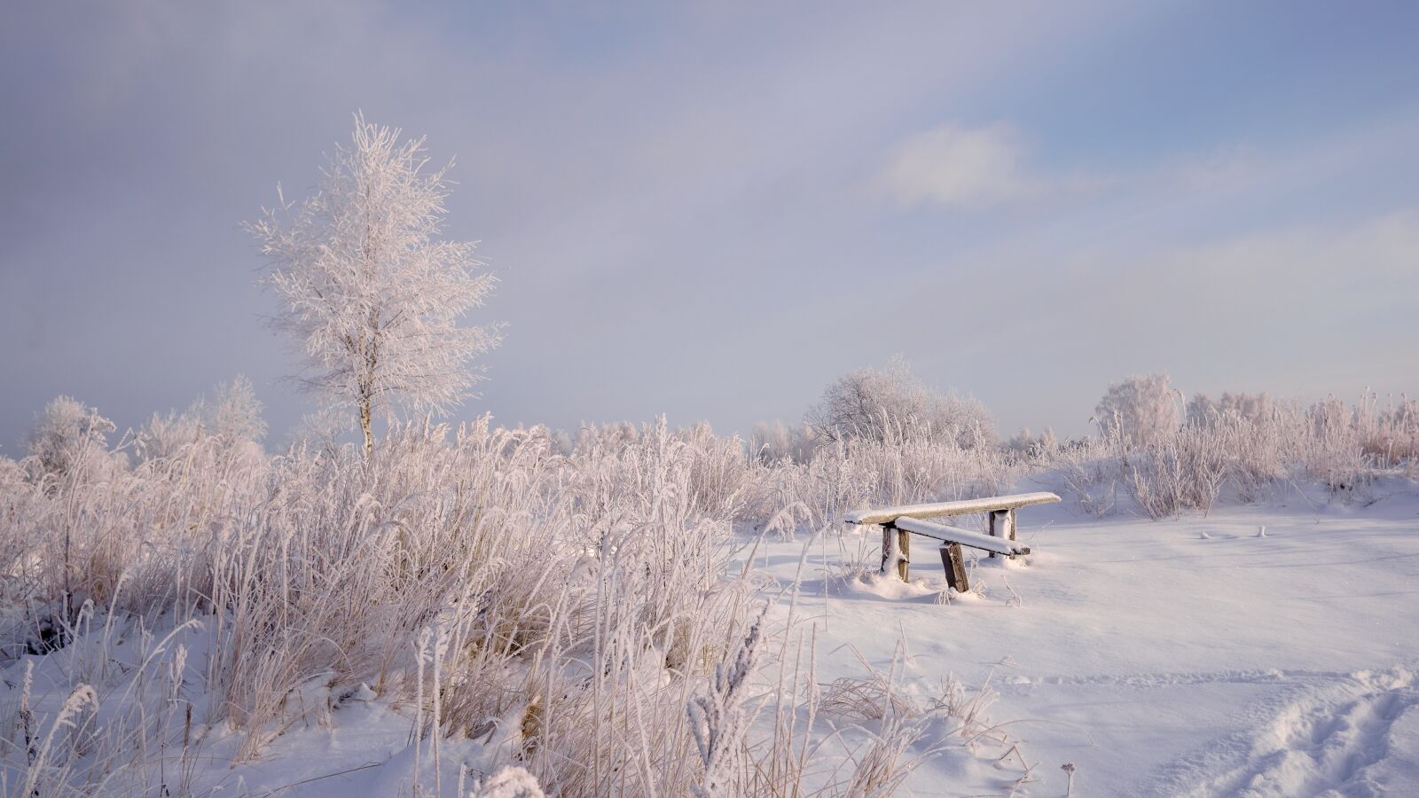 Sony a6500 + Sigma 19mm F2.8 EX DN sample photo. Winter, snow, leann photography