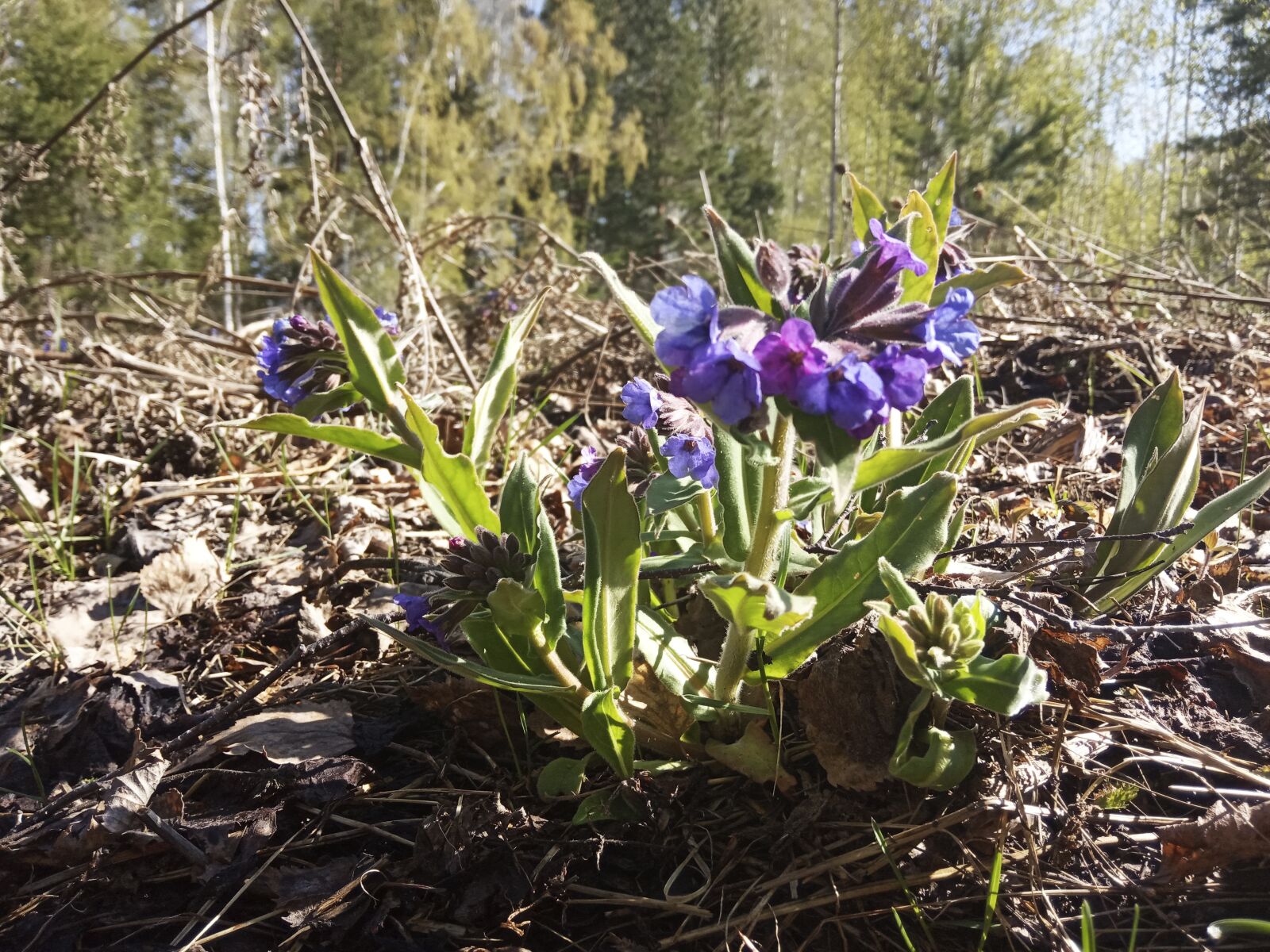 Xiaomi Redmi 6A sample photo. медуница, цветок, природа photography