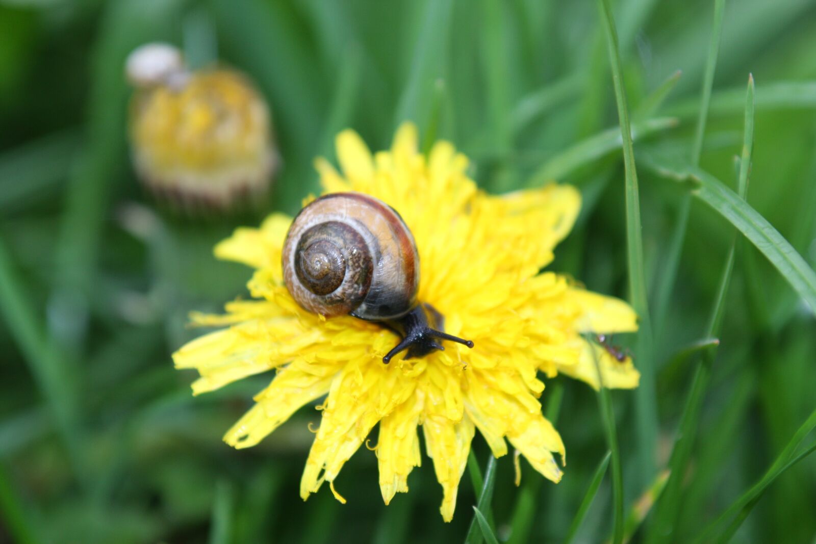 Canon EOS 40D sample photo. Snail, sonchus oleraceus, grass photography