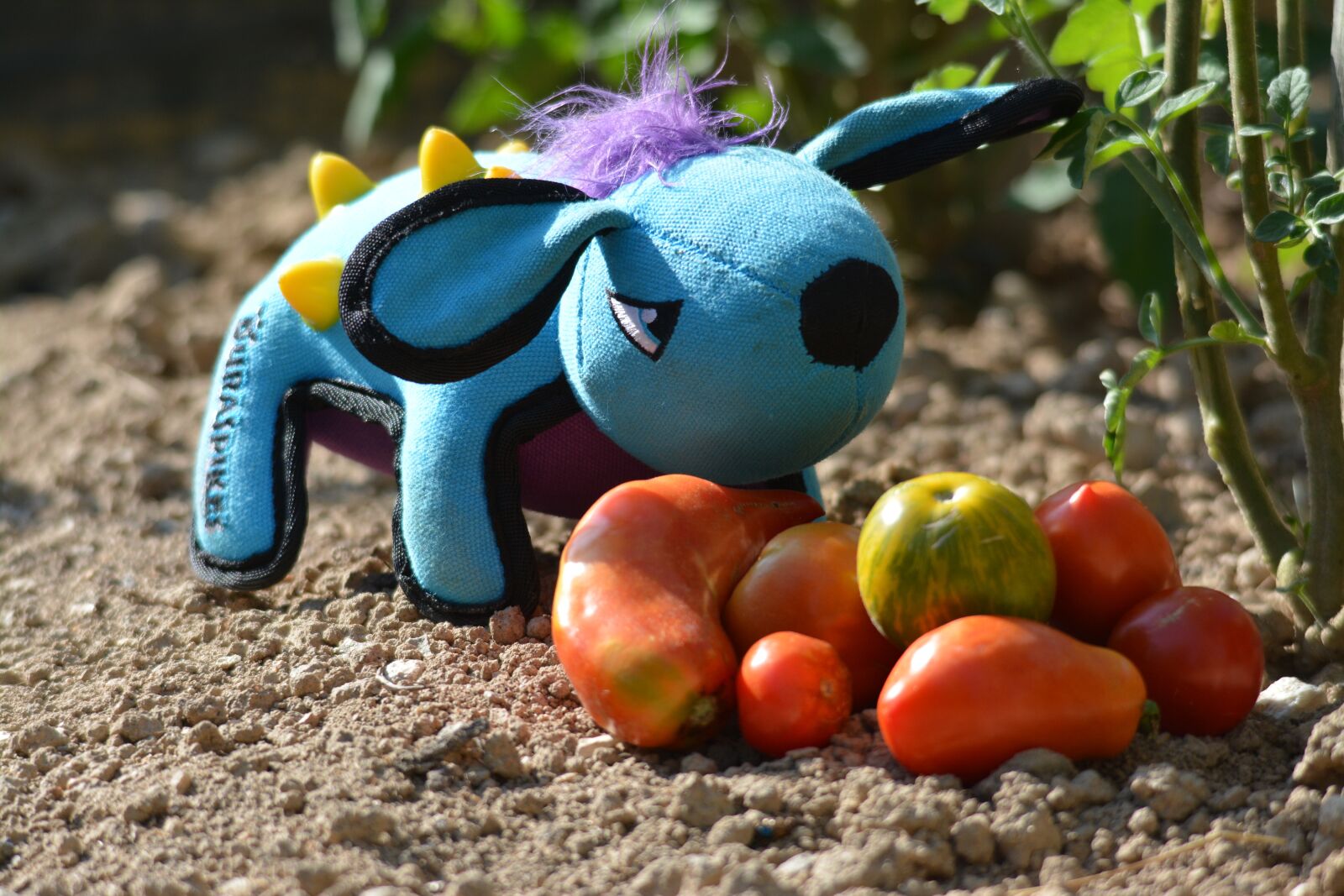 Nikon D7100 sample photo. Doudou, tomatoes, garden photography