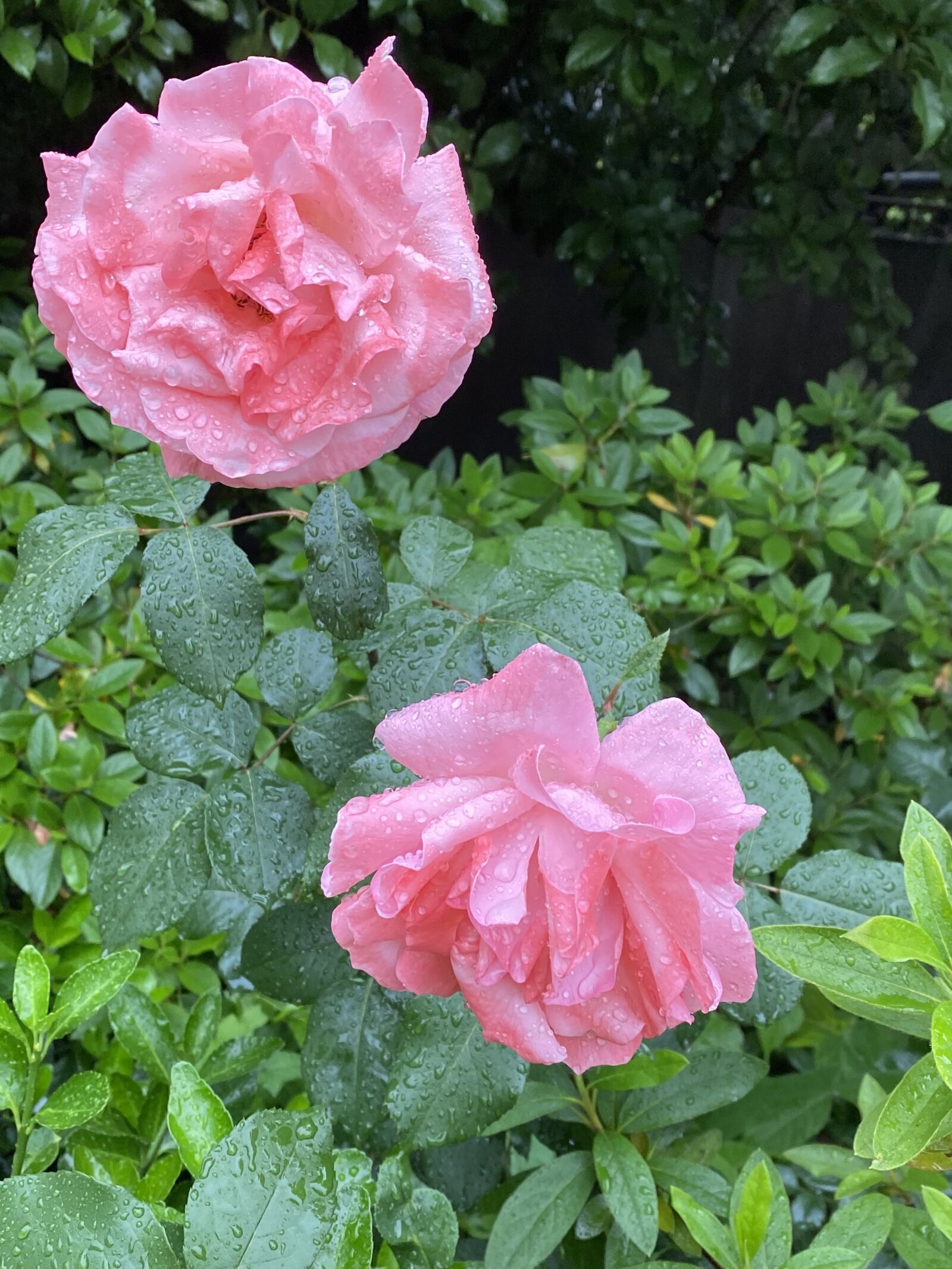 iPhone 11 back dual wide camera 4.25mm f/1.8 sample photo. Flower, beauty flower, nature photography