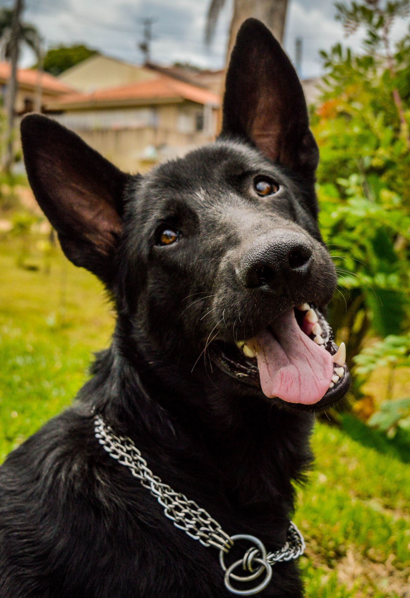 Nikon D3200 sample photo. Dog, black, portrait photography