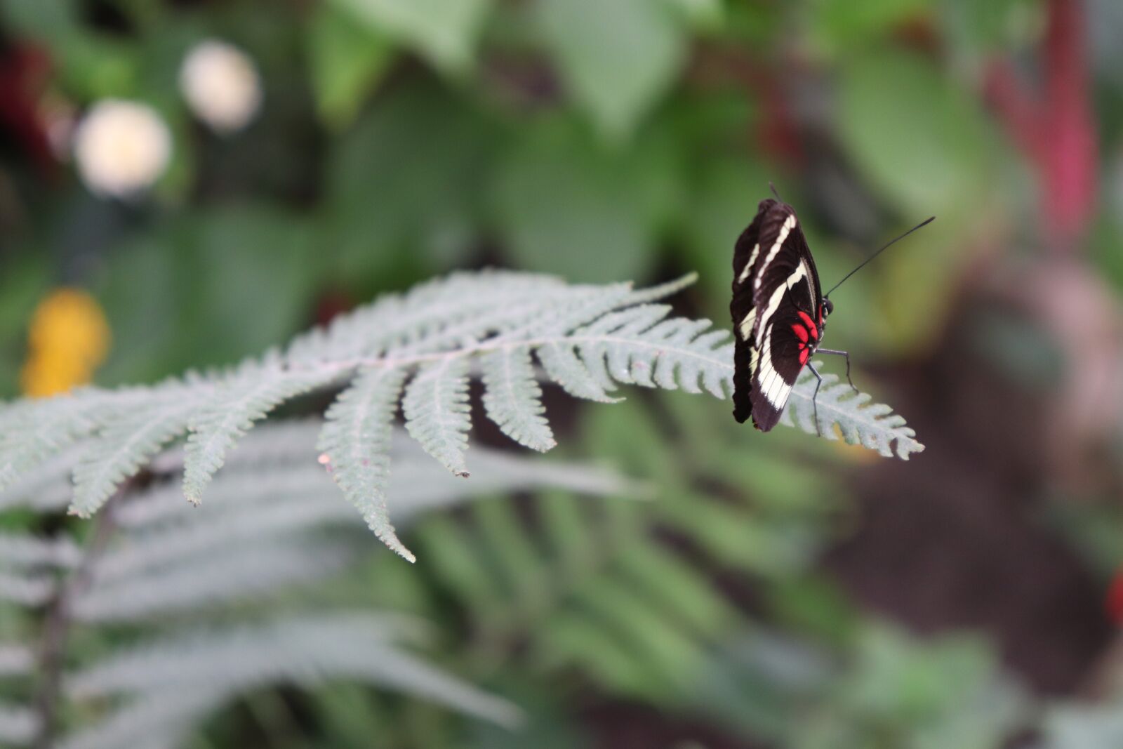 Canon EOS 200D (EOS Rebel SL2 / EOS Kiss X9) sample photo. Butterfly, plant, nature photography