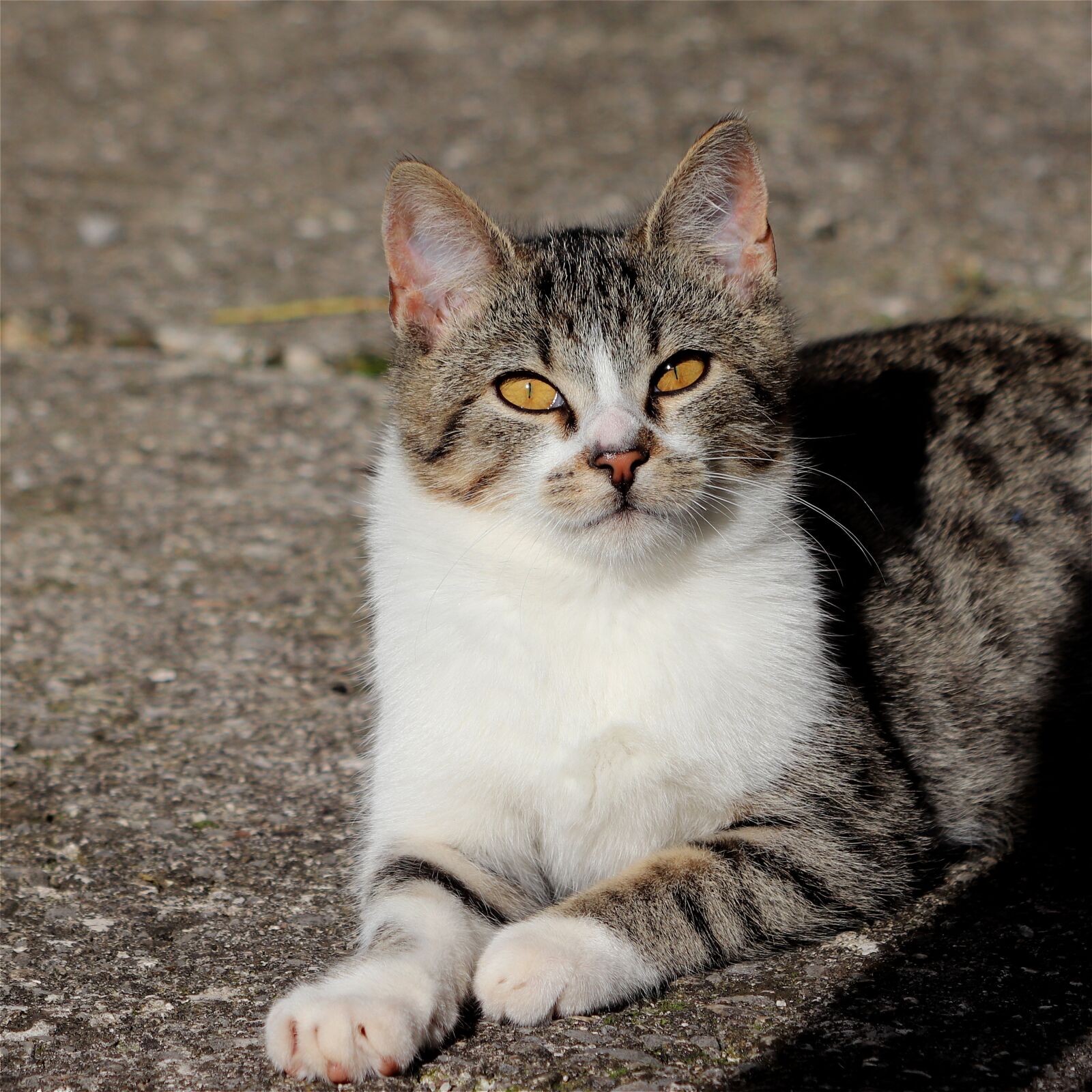 Canon EF 70-300 F4-5.6 IS II USM sample photo. Cat, pet, eyes photography