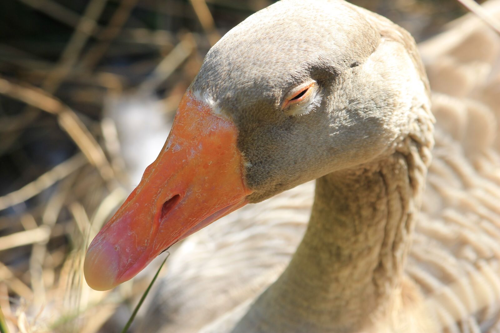 Canon EF 70-300mm F4-5.6 IS USM sample photo. Duck, nature, bird photography