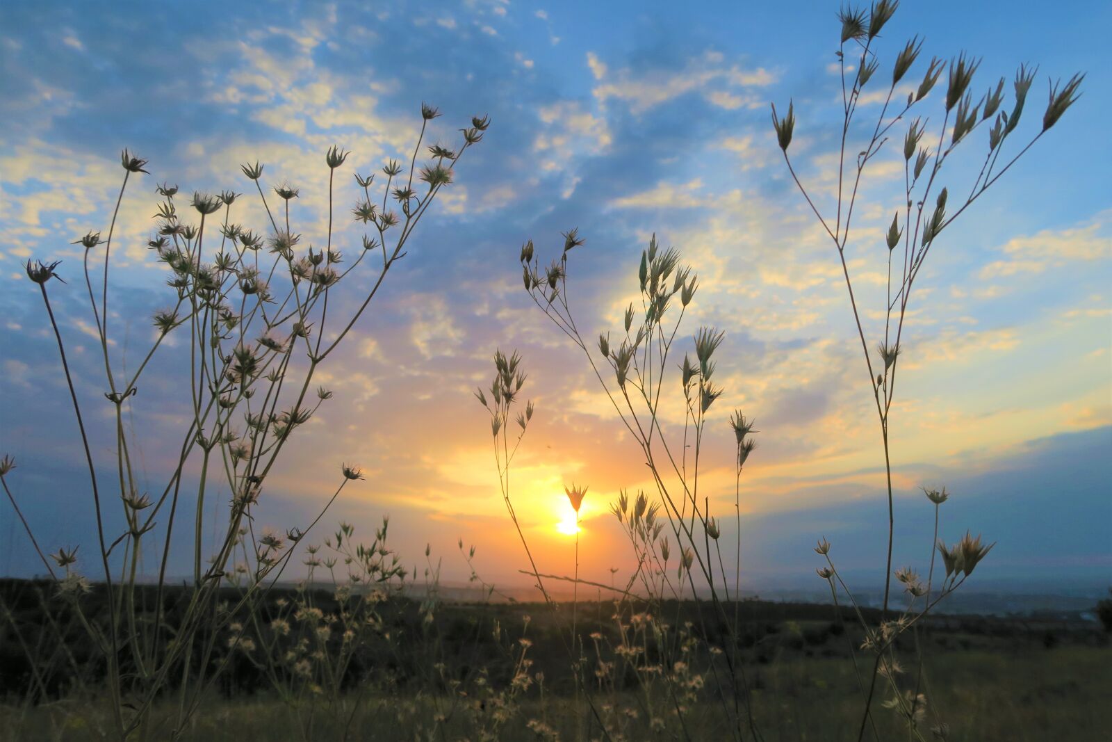 Canon PowerShot G7 X sample photo. Sunset, plant, nature photography