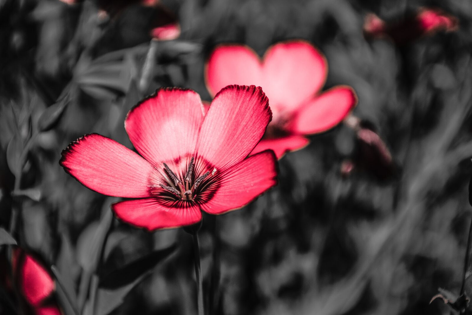 Nikon D3100 sample photo. Summer, flower, nature photography