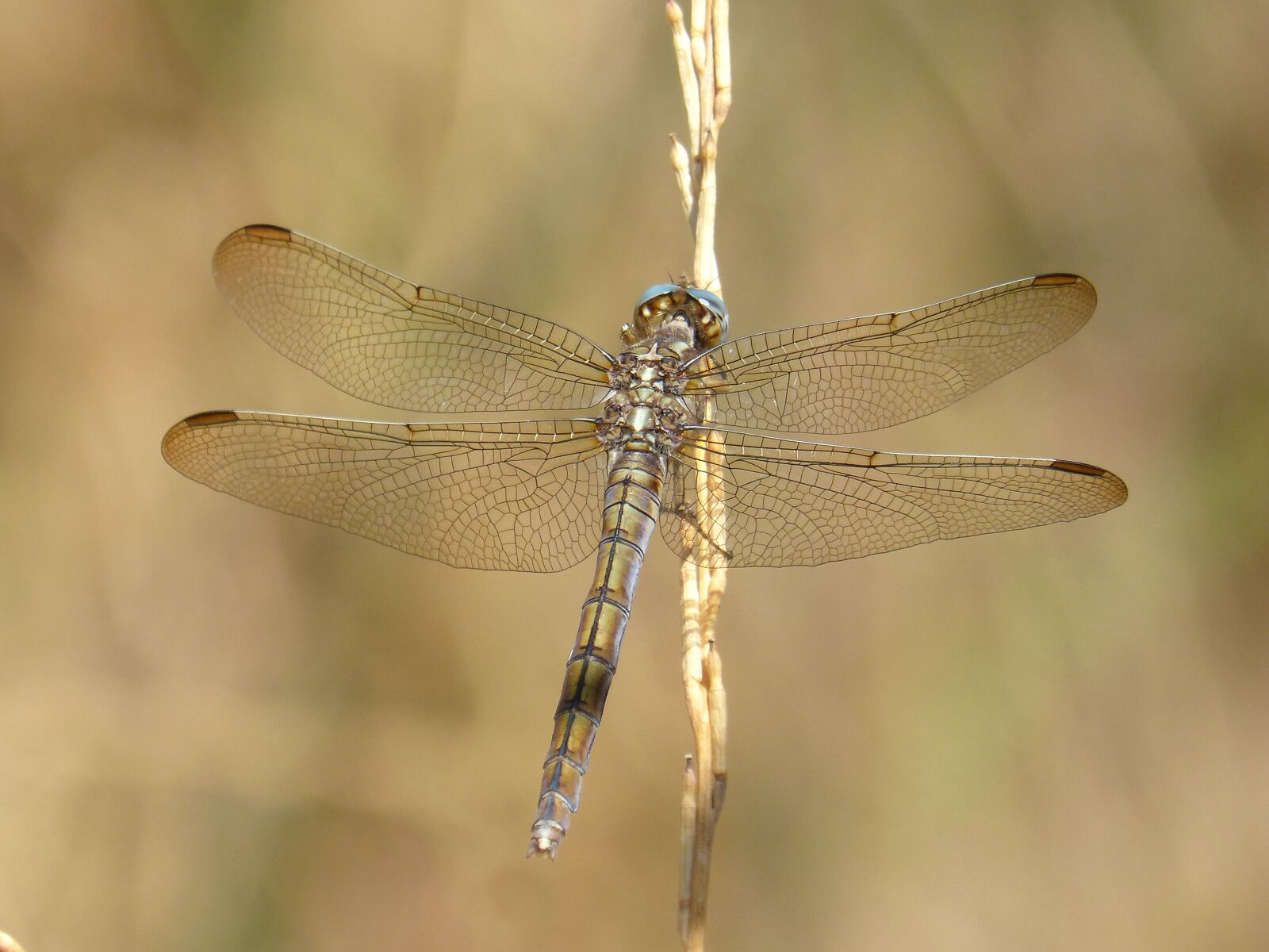 Panasonic DMC-FZ62 sample photo. Dragonfly, orthetrum chrysostigma, beauty photography