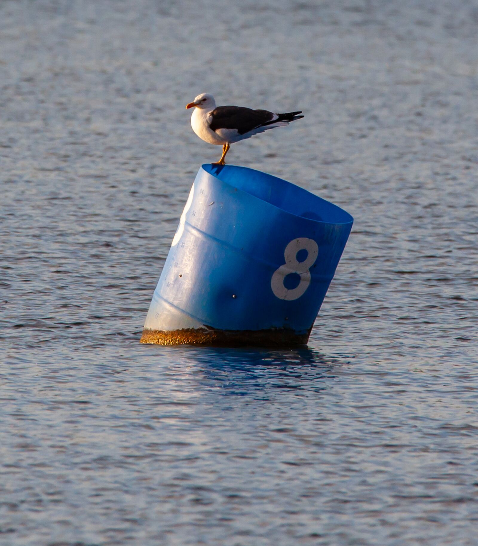 150-600mm F5-6.3 DG OS HSM | Contemporary 015 sample photo. Seagull, sea bird, fishing photography