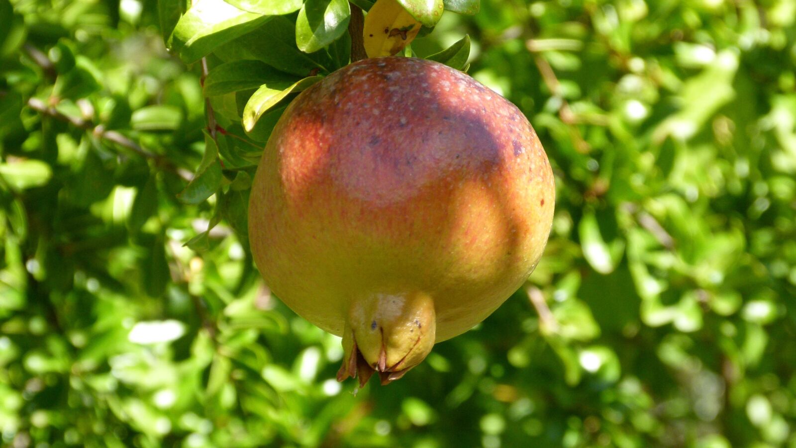 Leica V-Lux 2 sample photo. Granada, fruit, autumn photography