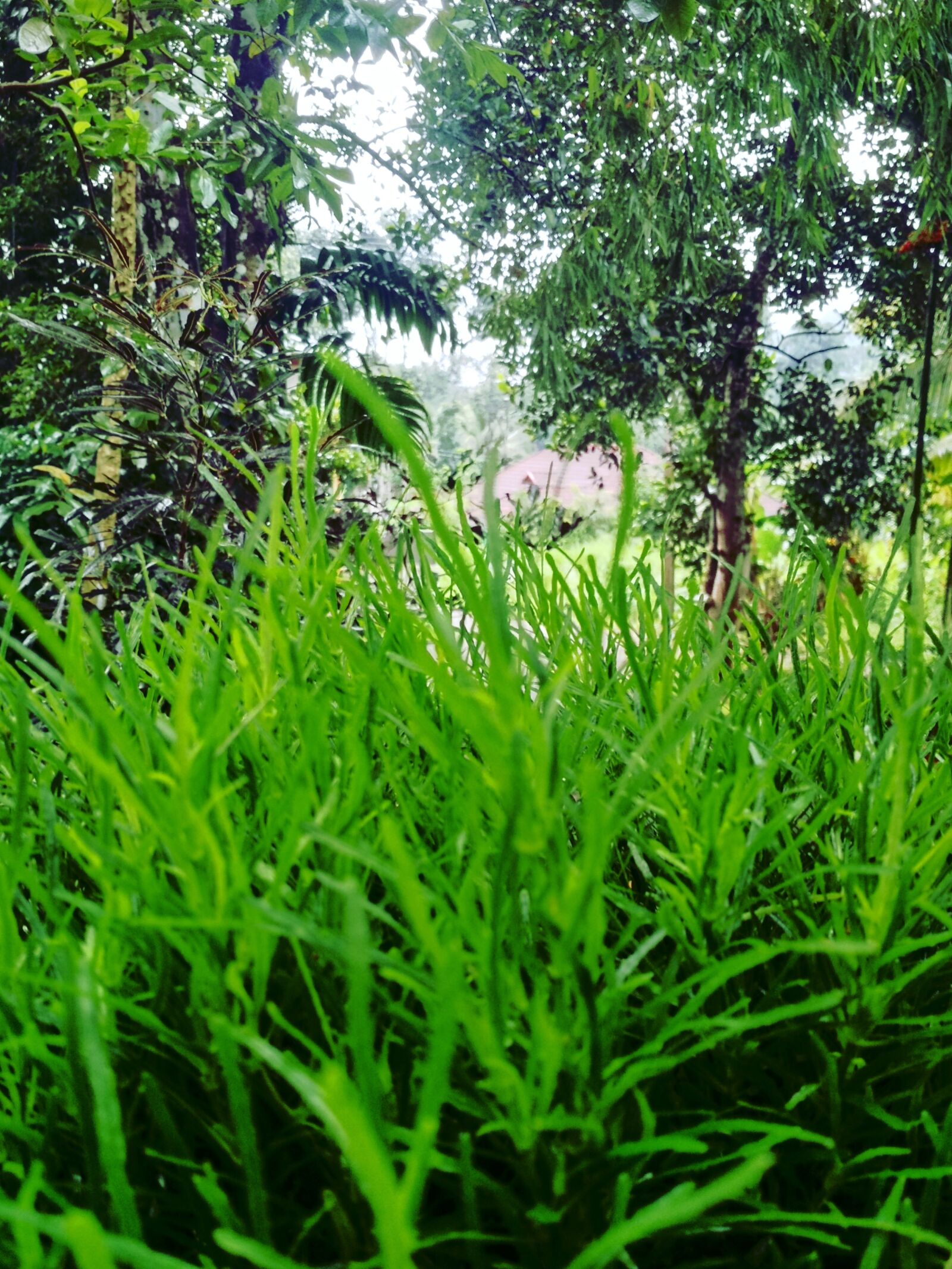 Xiaomi Redmi 4 Pro sample photo. Nature, peace, mind photography