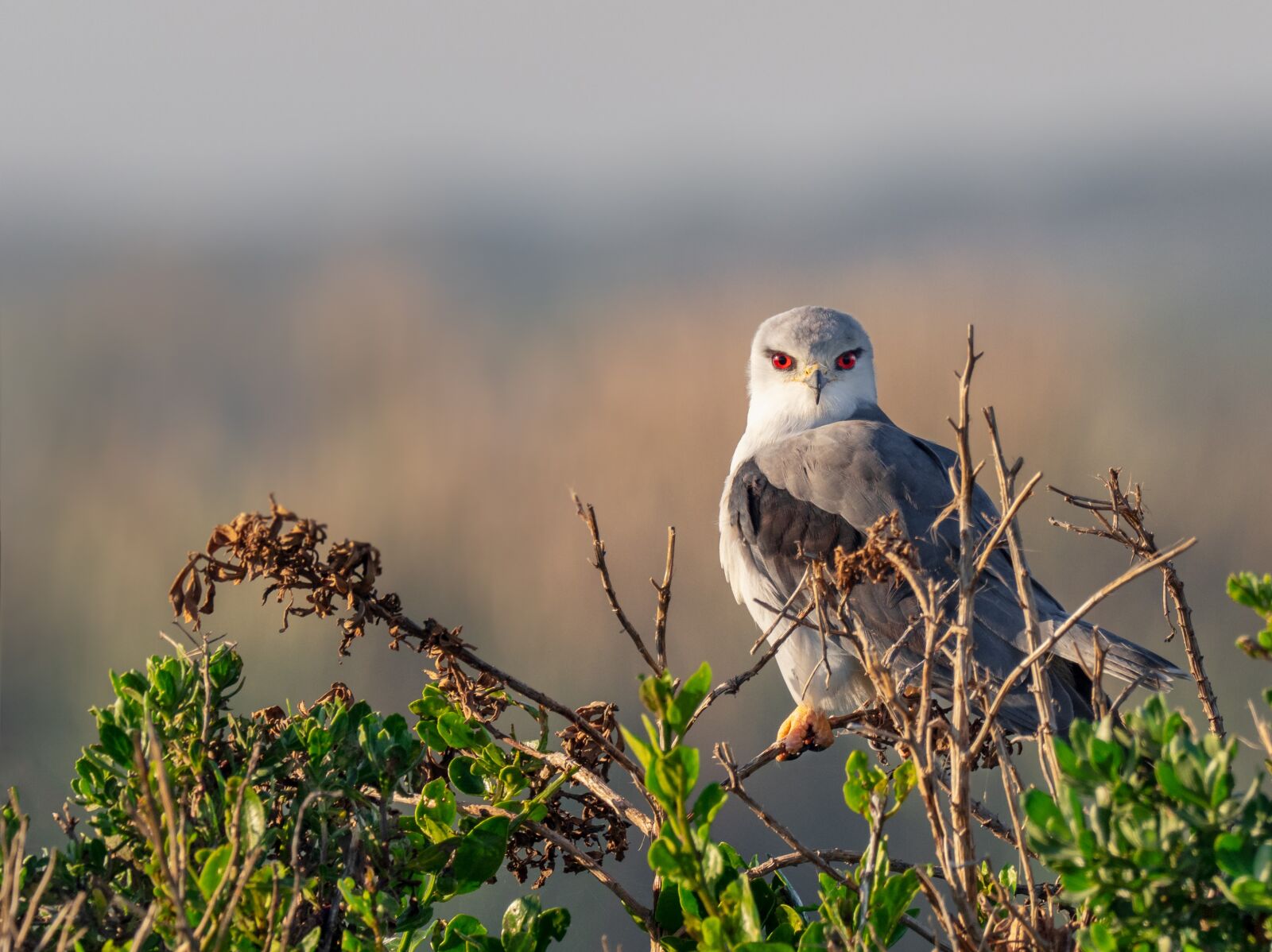 M.300mm F4.0 + MC-14 sample photo. Black-winged kite, black-shouldered kite photography