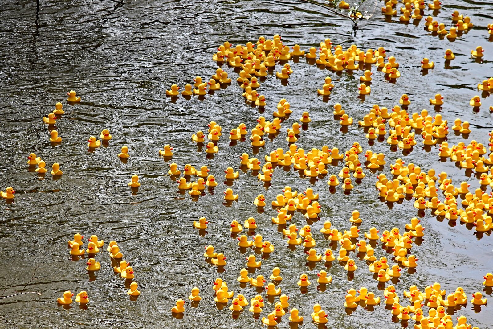 Canon EOS 1100D (EOS Rebel T3 / EOS Kiss X50) sample photo. Duck meet, ducks, rubber photography