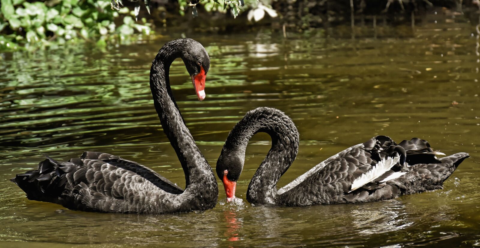 Nikon D7200 sample photo. Swan, black, pair photography