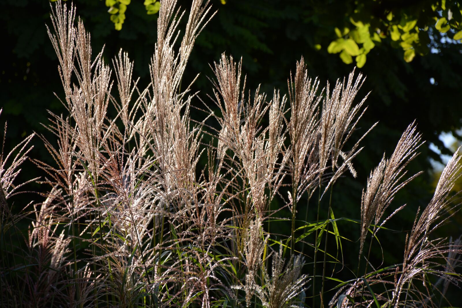 Nikon D5200 sample photo. Reed, sun, backlighting photography