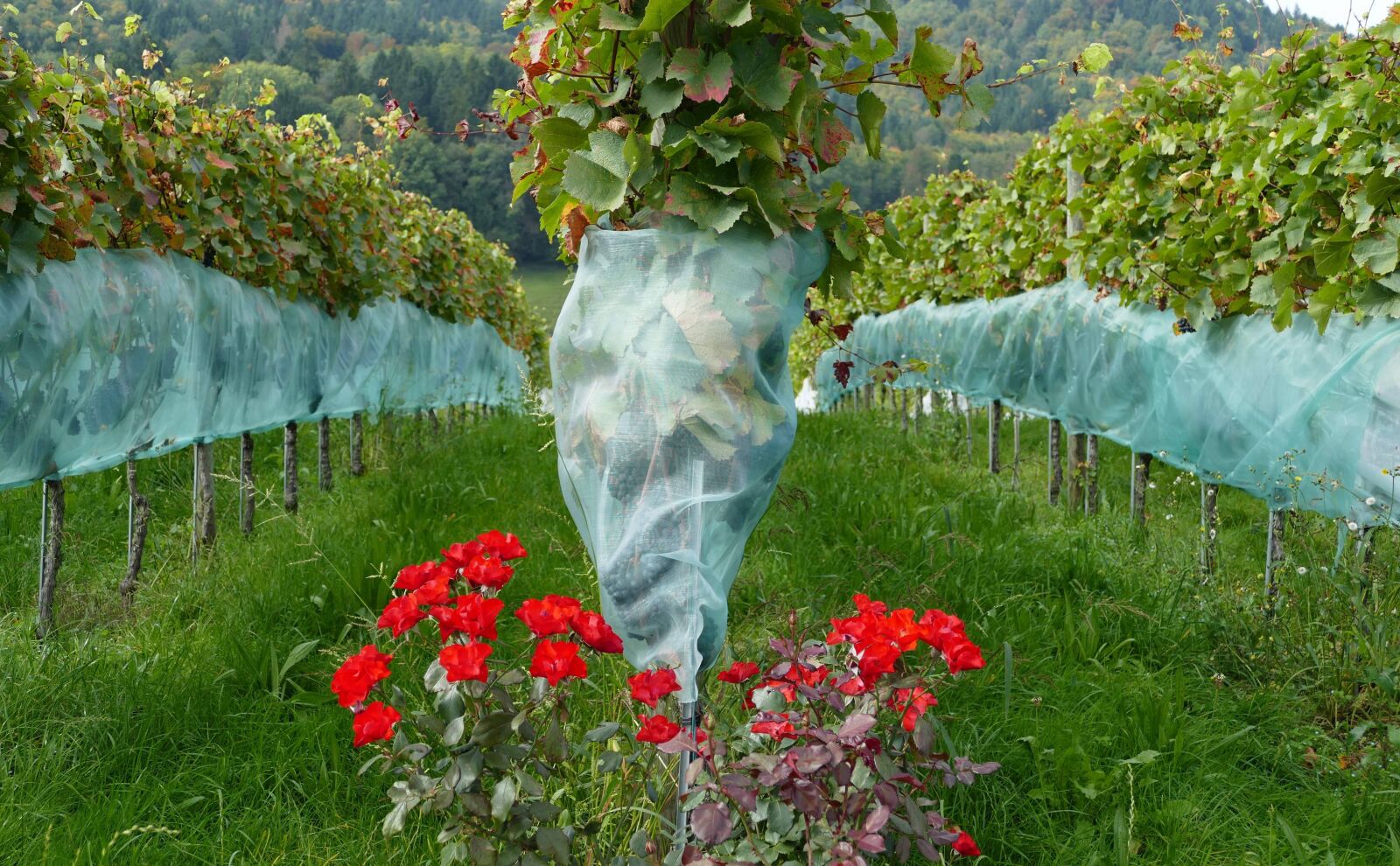 Panasonic Lumix DMC-FZ1000 sample photo. Roses, vines, nature photography