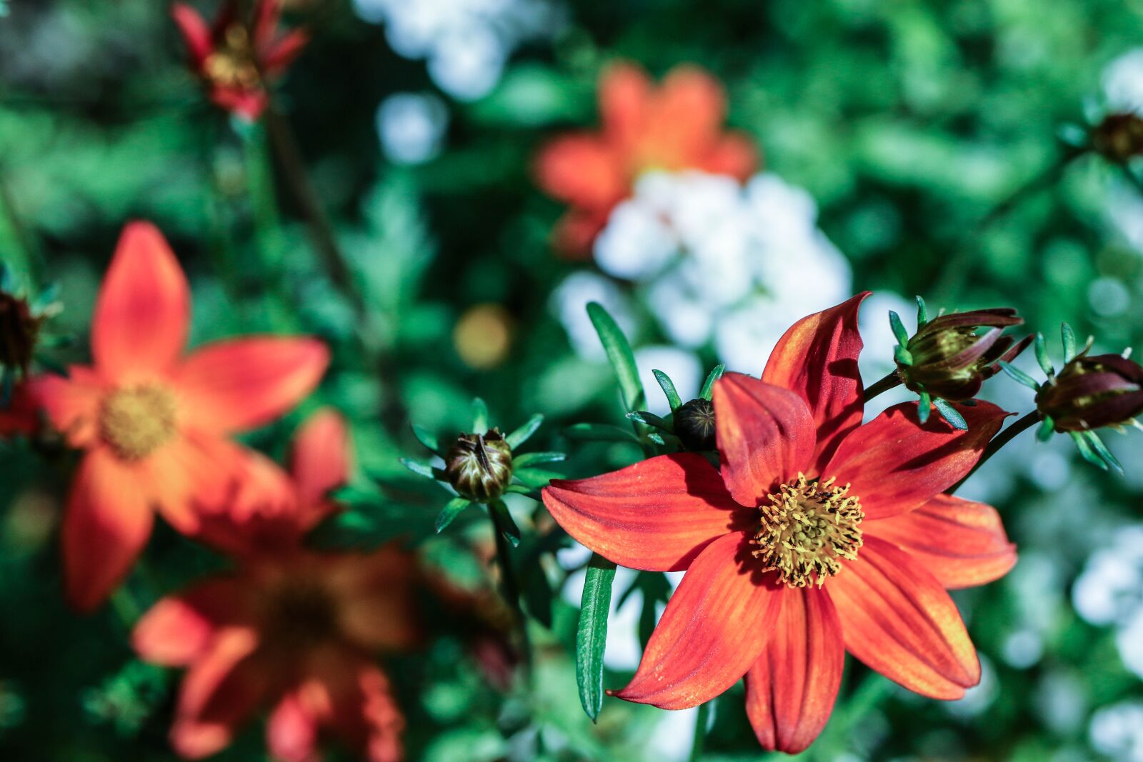 Canon EOS 7D Mark II sample photo. Garden flower, flower, garden photography
