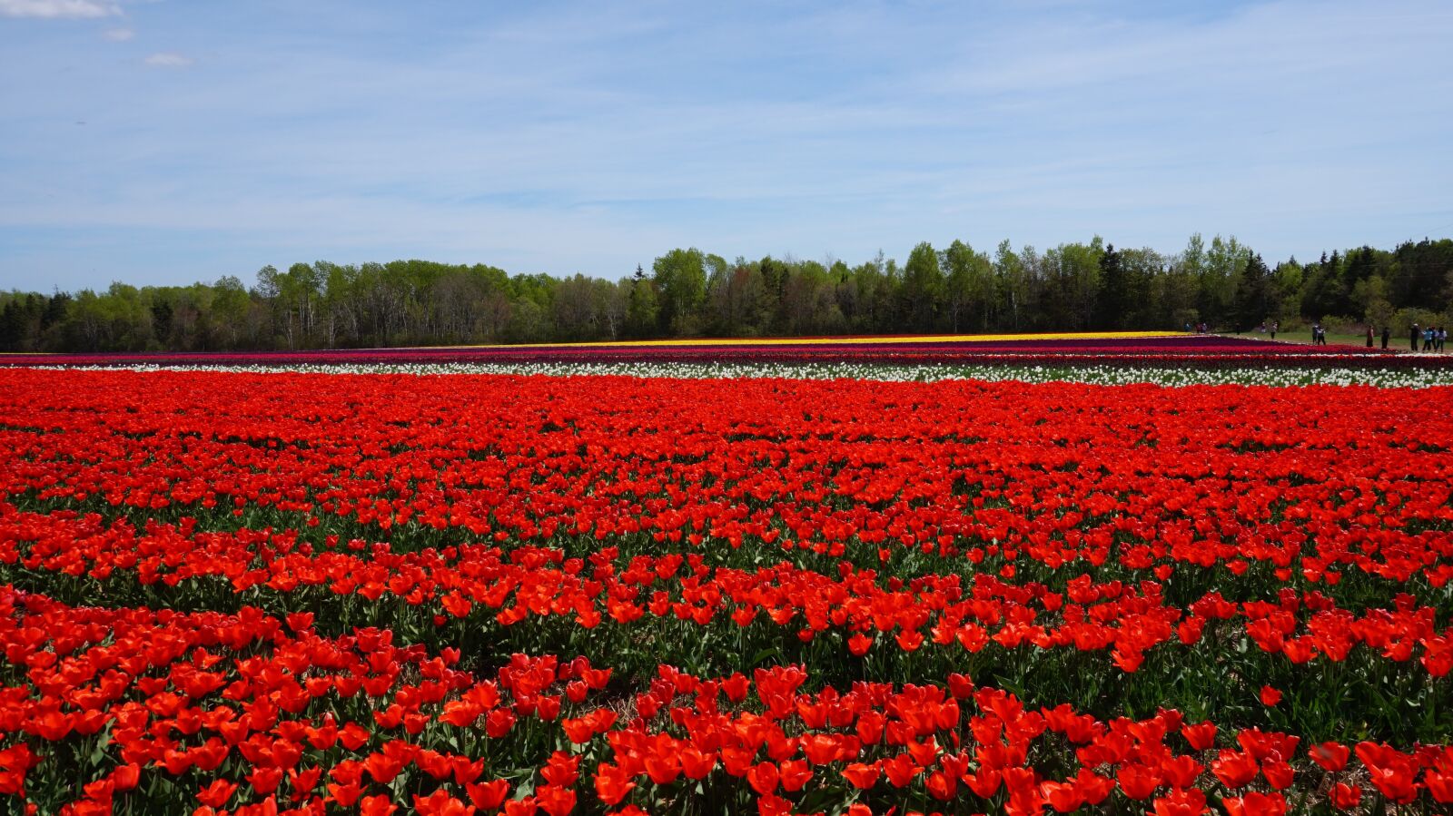 Sony Alpha a5000 (ILCE 5000) sample photo. Tulip, open country, flowers photography