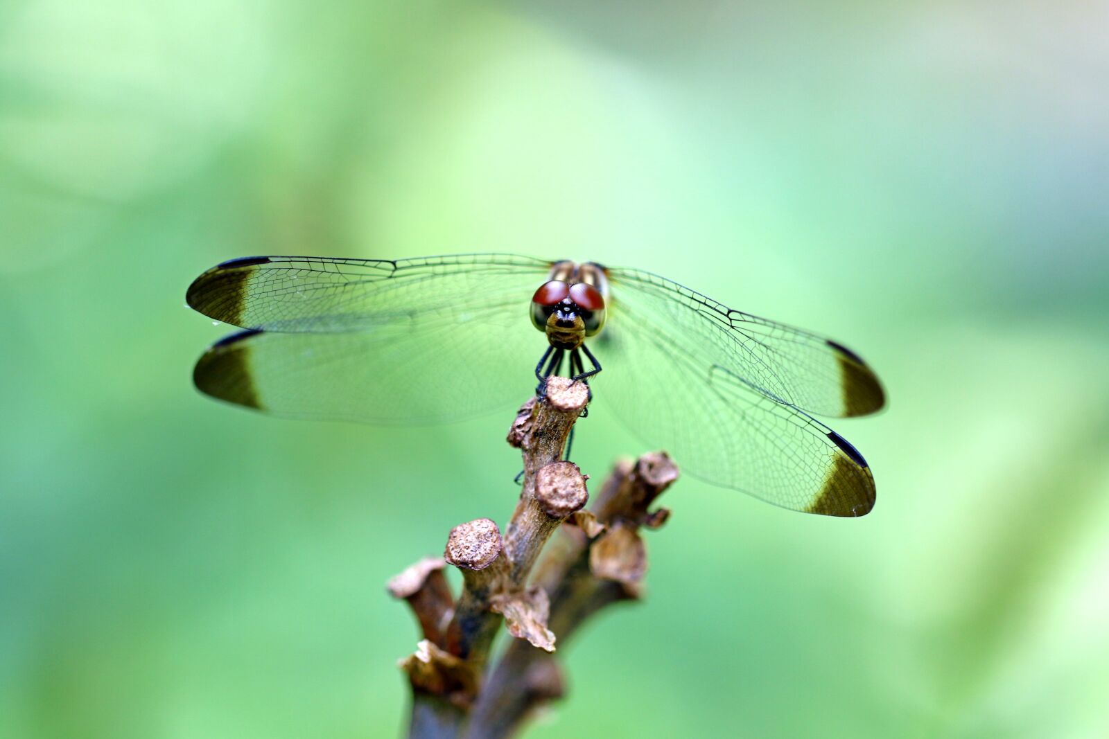 Canon EOS 7D Mark II sample photo. Pause, nature, forest photography
