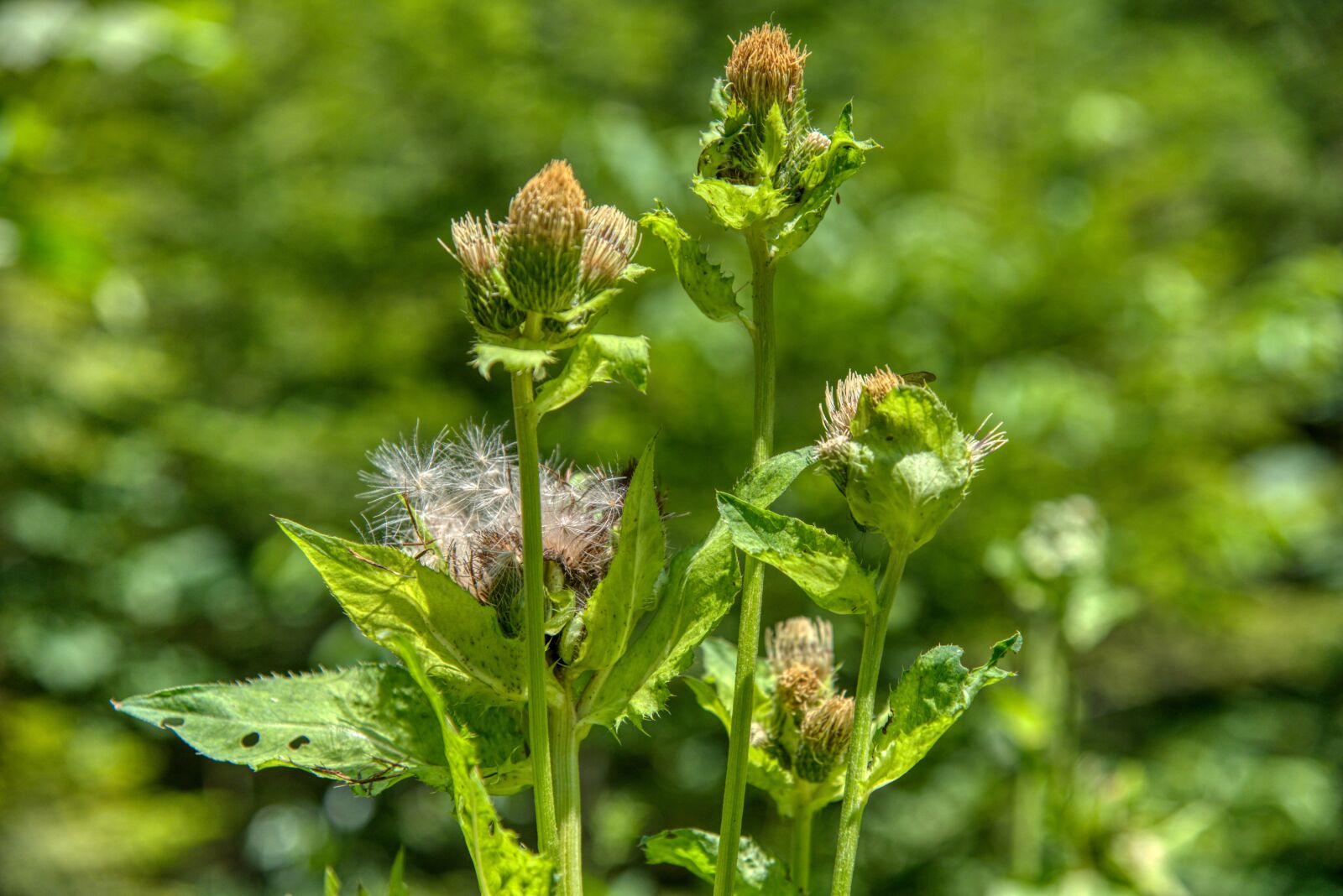 Nikon D750 sample photo. Thistle, forest, meadow photography