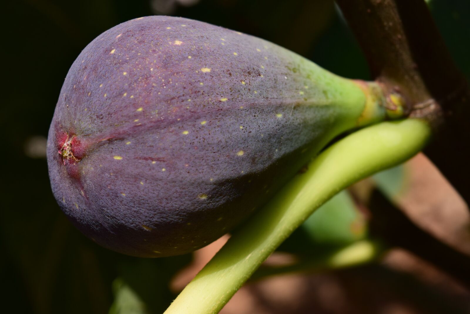 Nikon D3300 sample photo. Fig, blue fig, fig photography