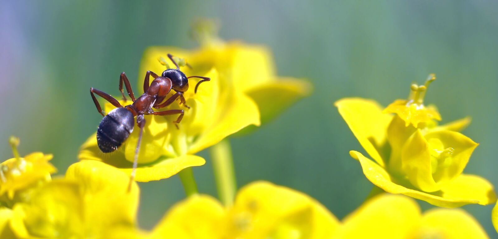 Olympus M.Zuiko Digital ED 60mm F2.8 Macro sample photo. Ant on morning game photography