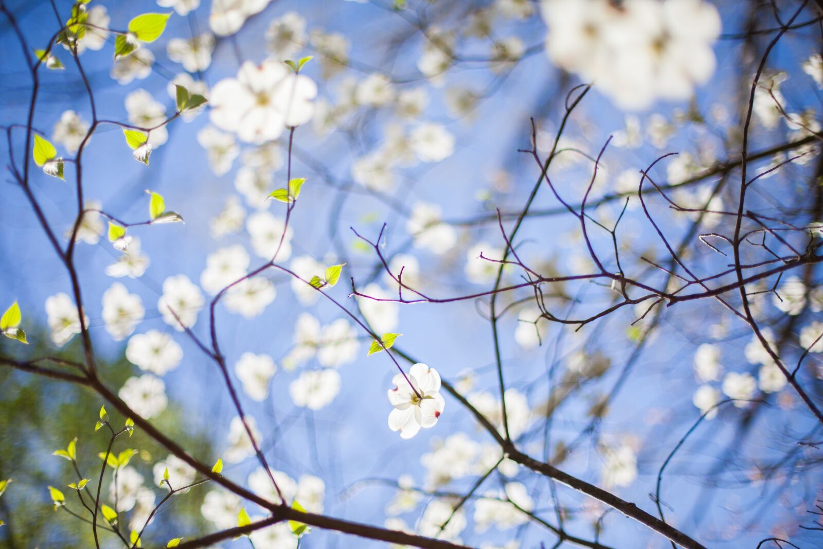 Canon EOS 5D Mark II sample photo. Branches, flora, flowers photography