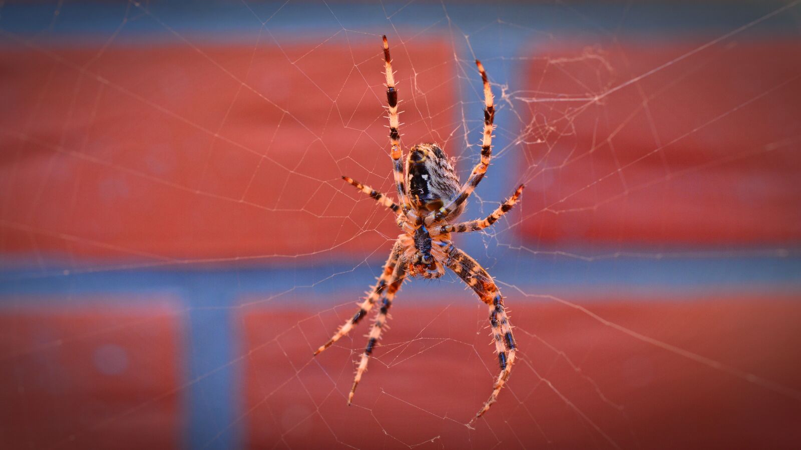 Nikon D5200 sample photo. Spider, insect, animal photography