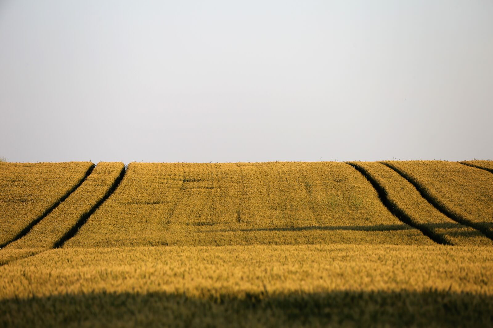 Canon EF 70-300 F4-5.6 IS II USM sample photo. Agriculture, wheat field, plant photography