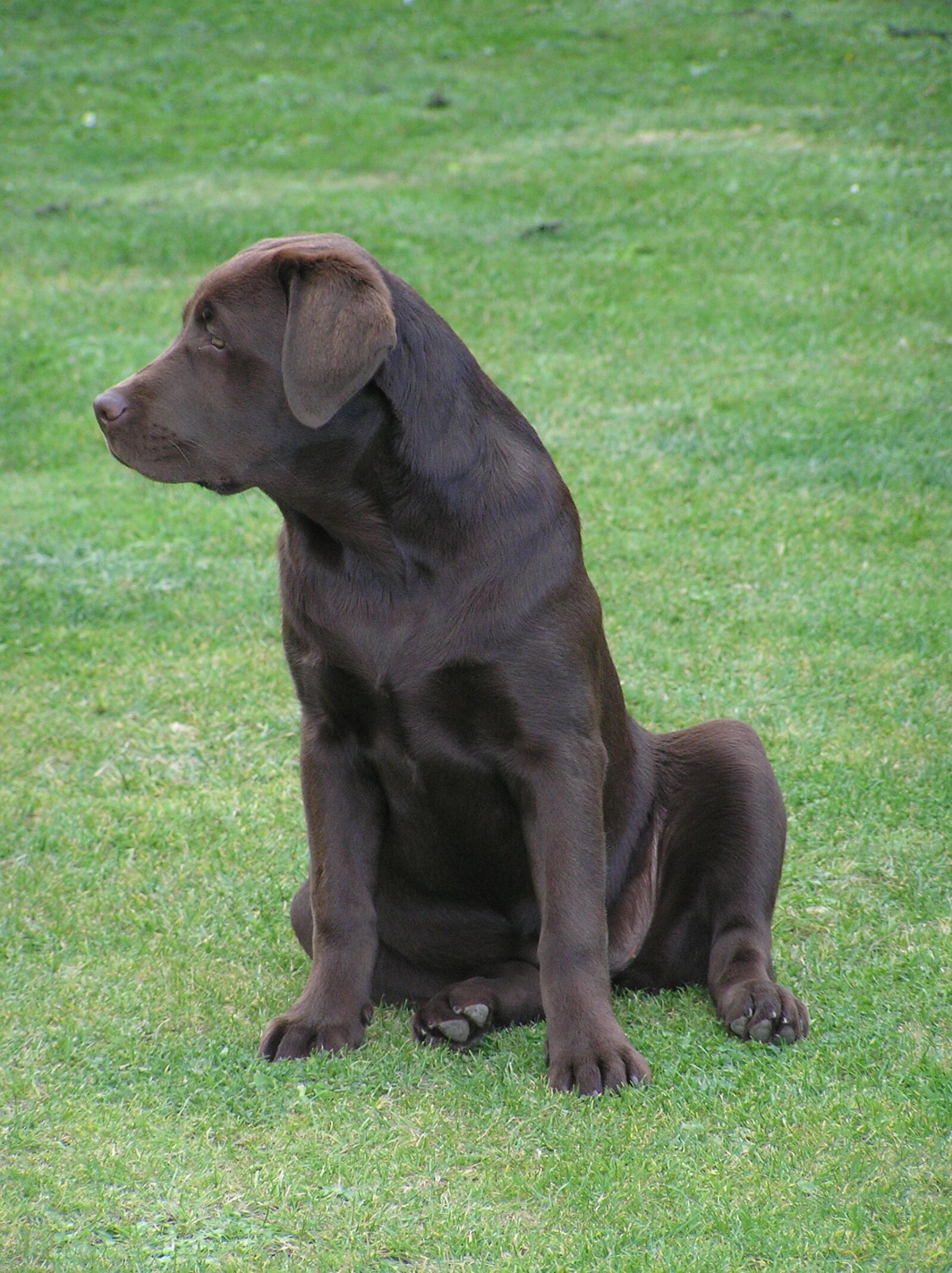 Olympus C765UZ sample photo. Labrador, dog, chocolate photography