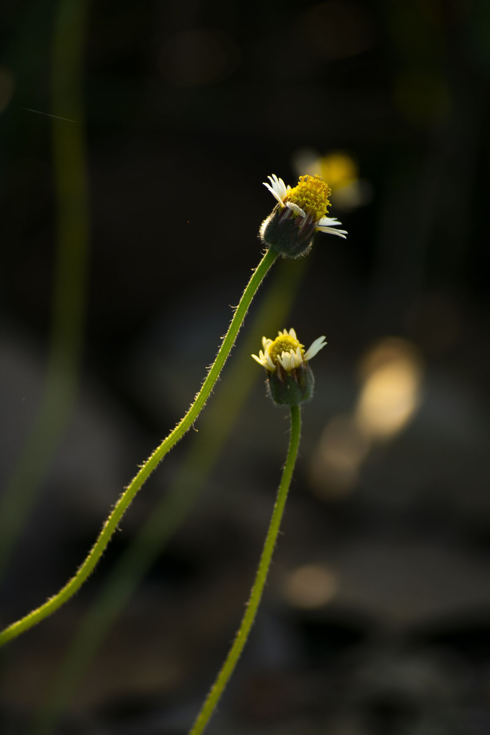 Nikon D3400 sample photo. Flower flowers, nature, sun photography
