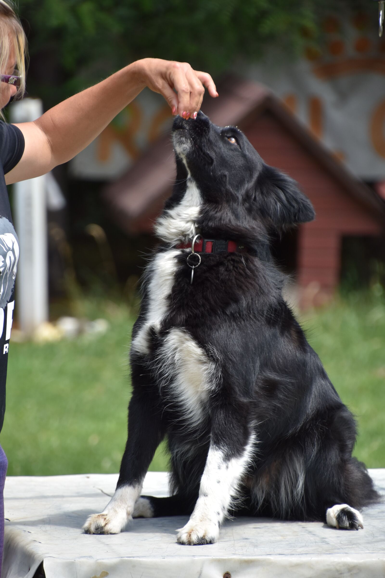 Nikon D7200 sample photo. Dog, training, kaja photography