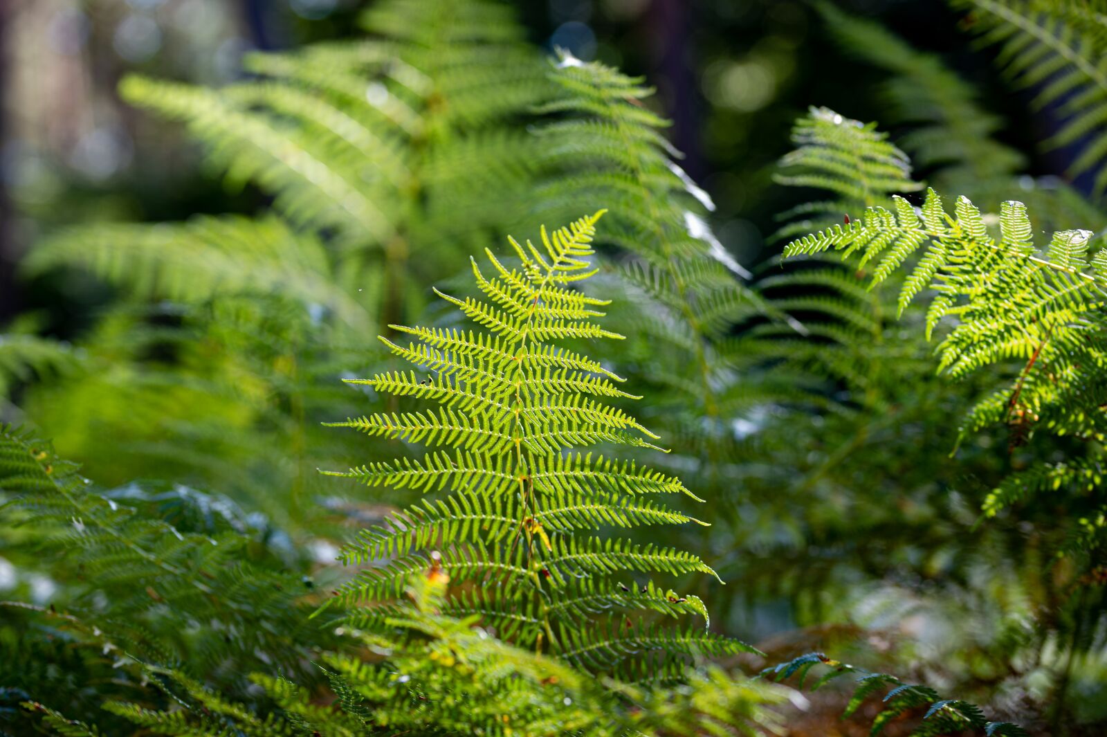 Nikon Df sample photo. Nature, fern, green photography