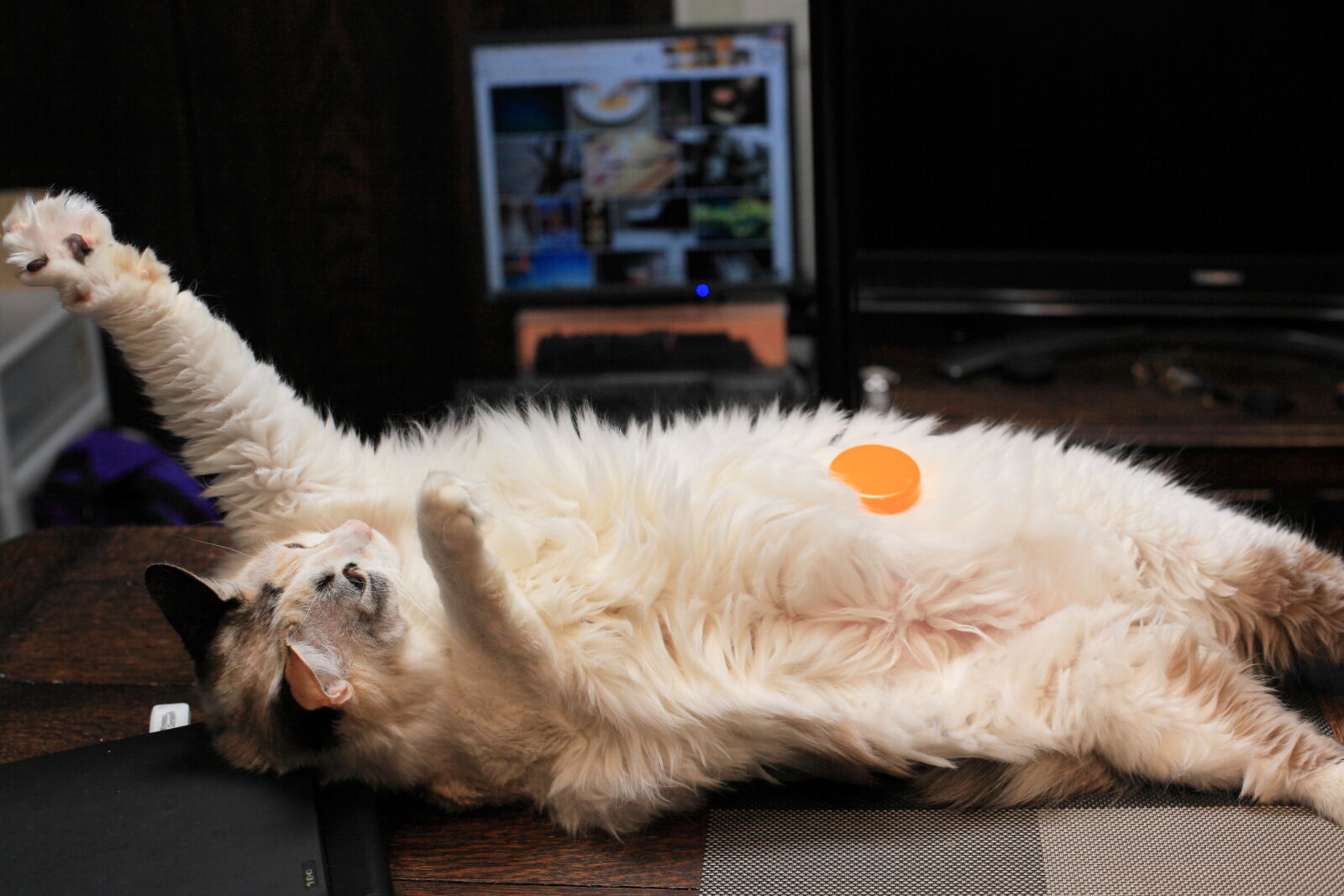 Canon EOS 5D Mark II sample photo. Cat, chai, egg, hair photography