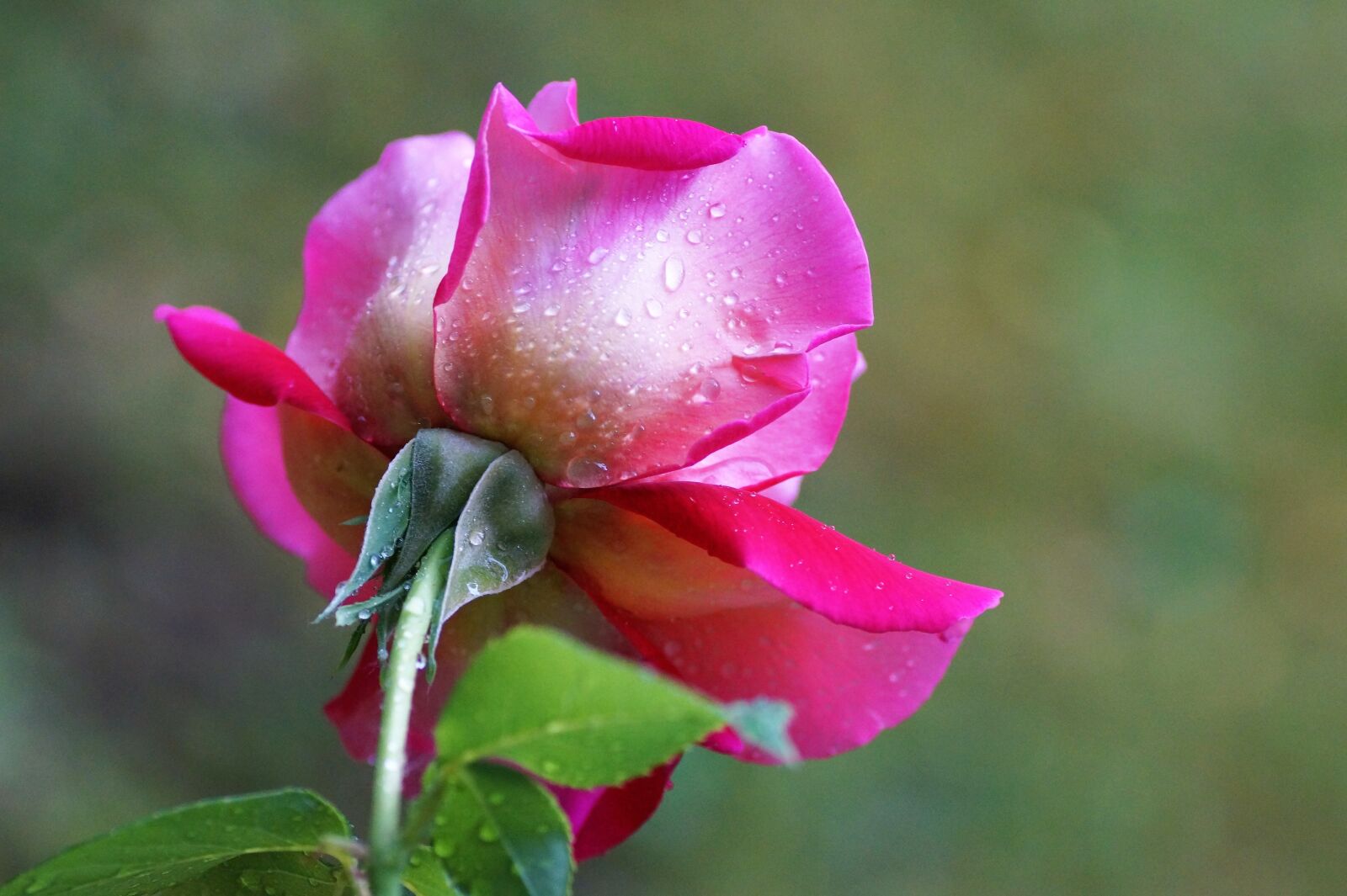 Sony SLT-A58 sample photo. Rose, bud, blossoming photography