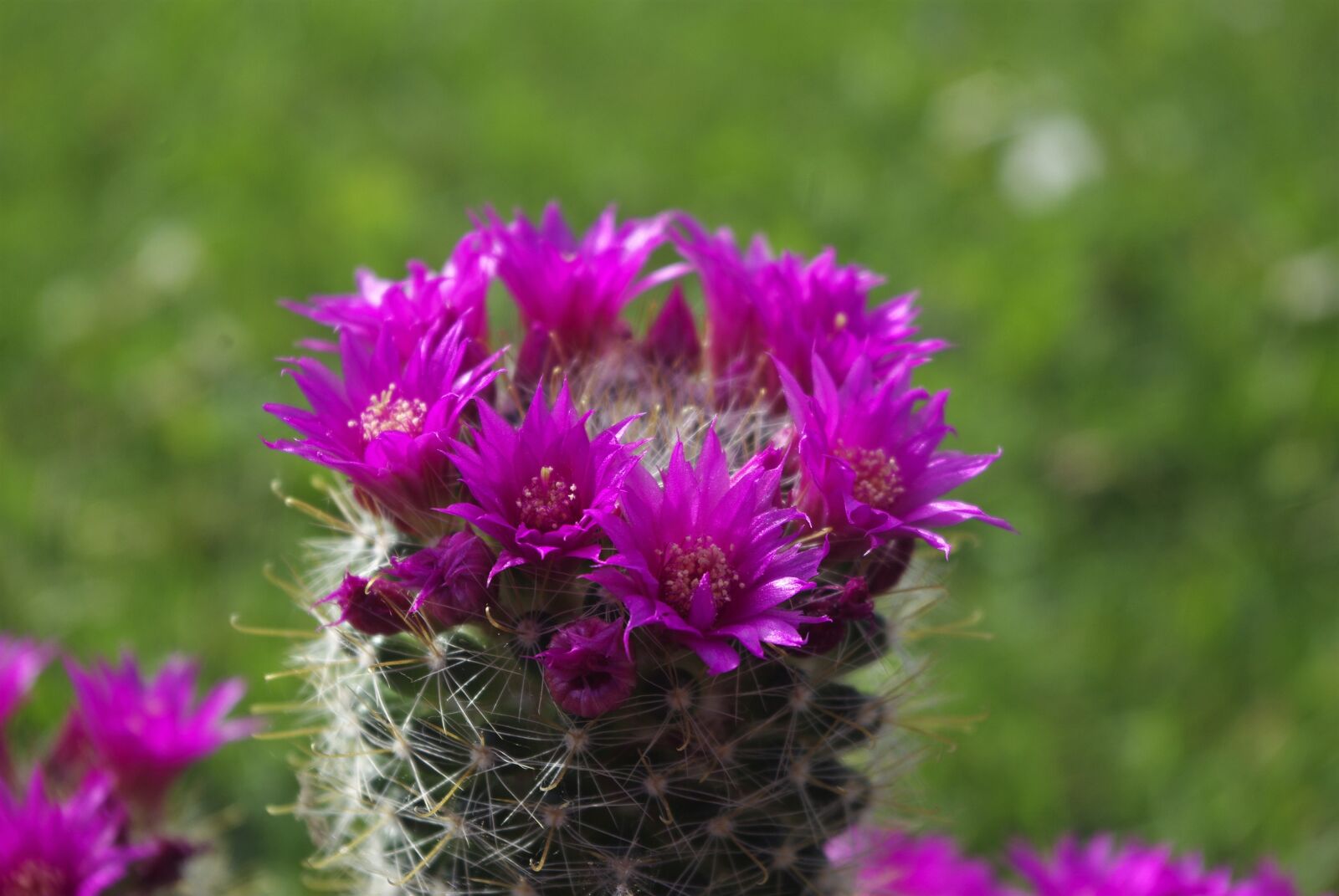 Pentax K-m (K2000) sample photo. Cactus, blossom, bloom photography
