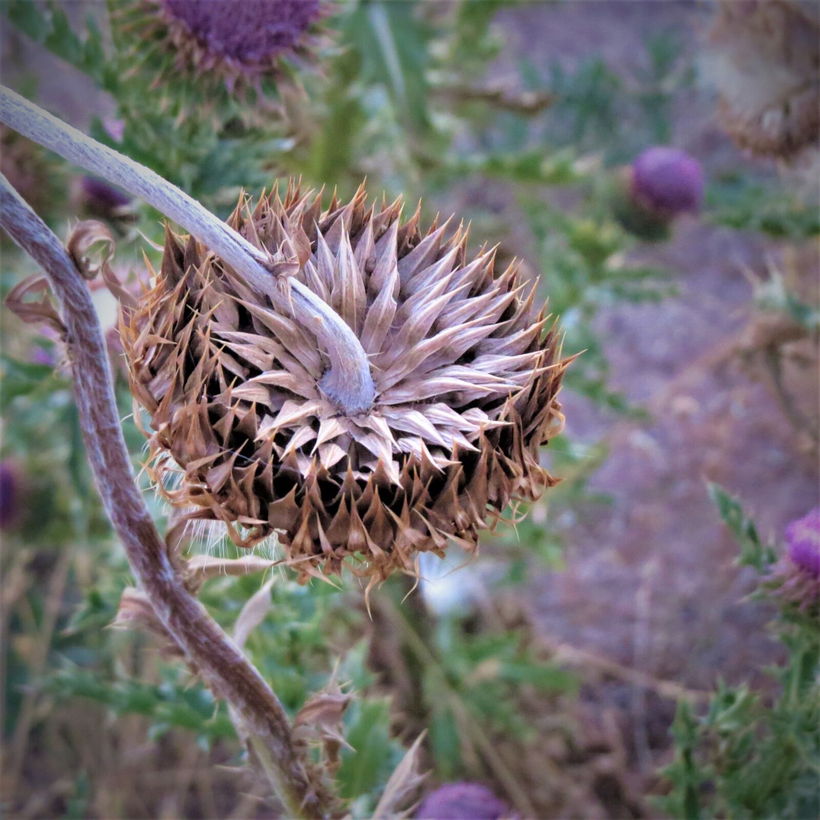 Canon PowerShot SX50 HS sample photo. Thistle, flower, wild photography