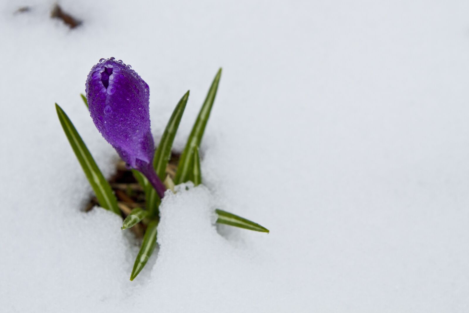 Canon EOS 7D sample photo. Crocus, flower, spring photography